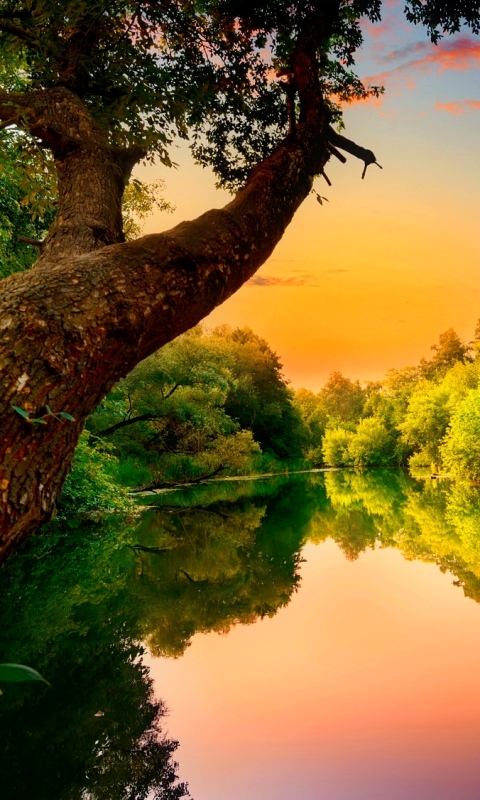 Скачать картинку Озеро, Отражение, Дерево, Земля, Зеленый, Земля/природа в телефон бесплатно.