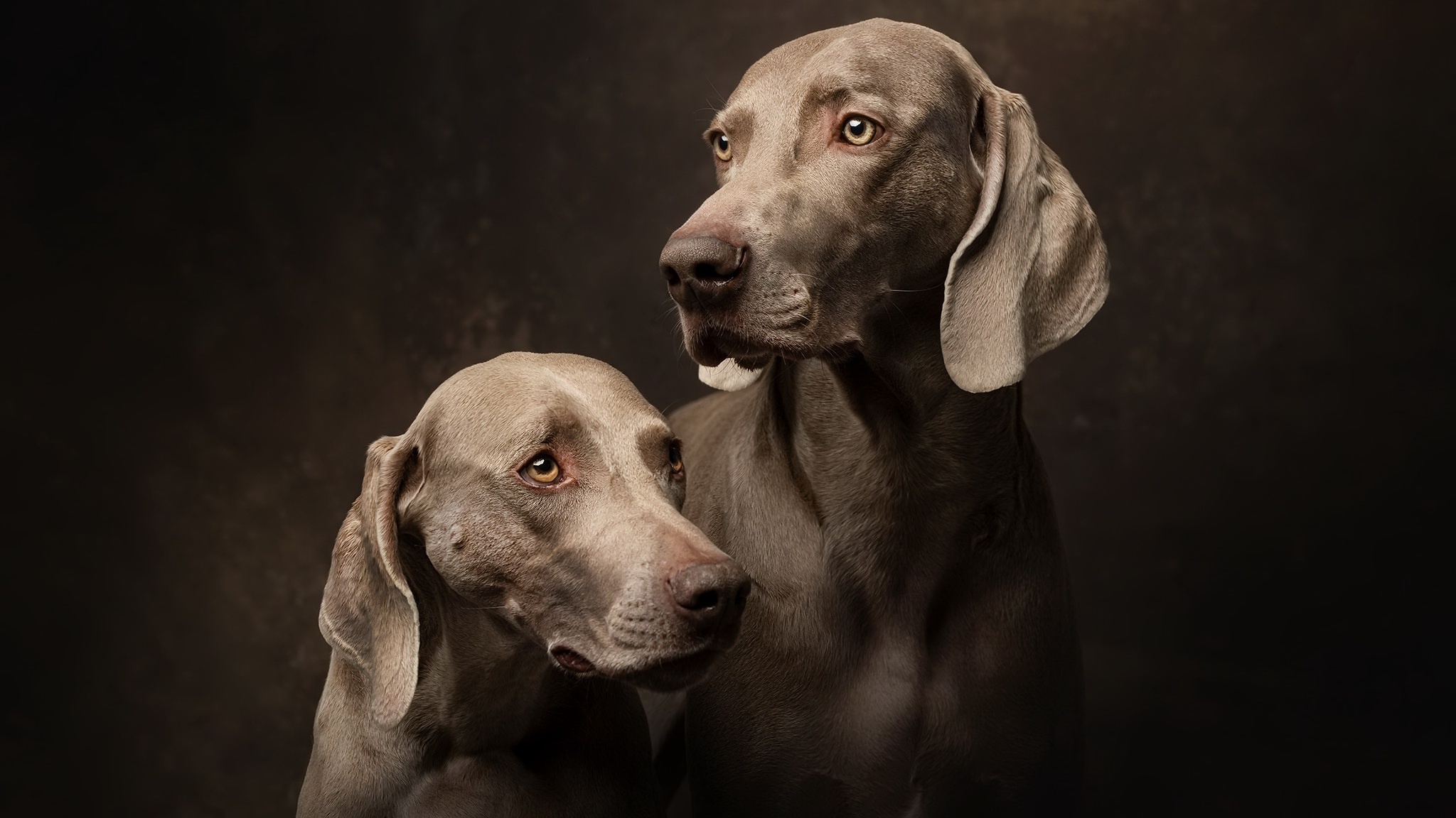 Download mobile wallpaper Weimaraner, Dogs, Animal for free.