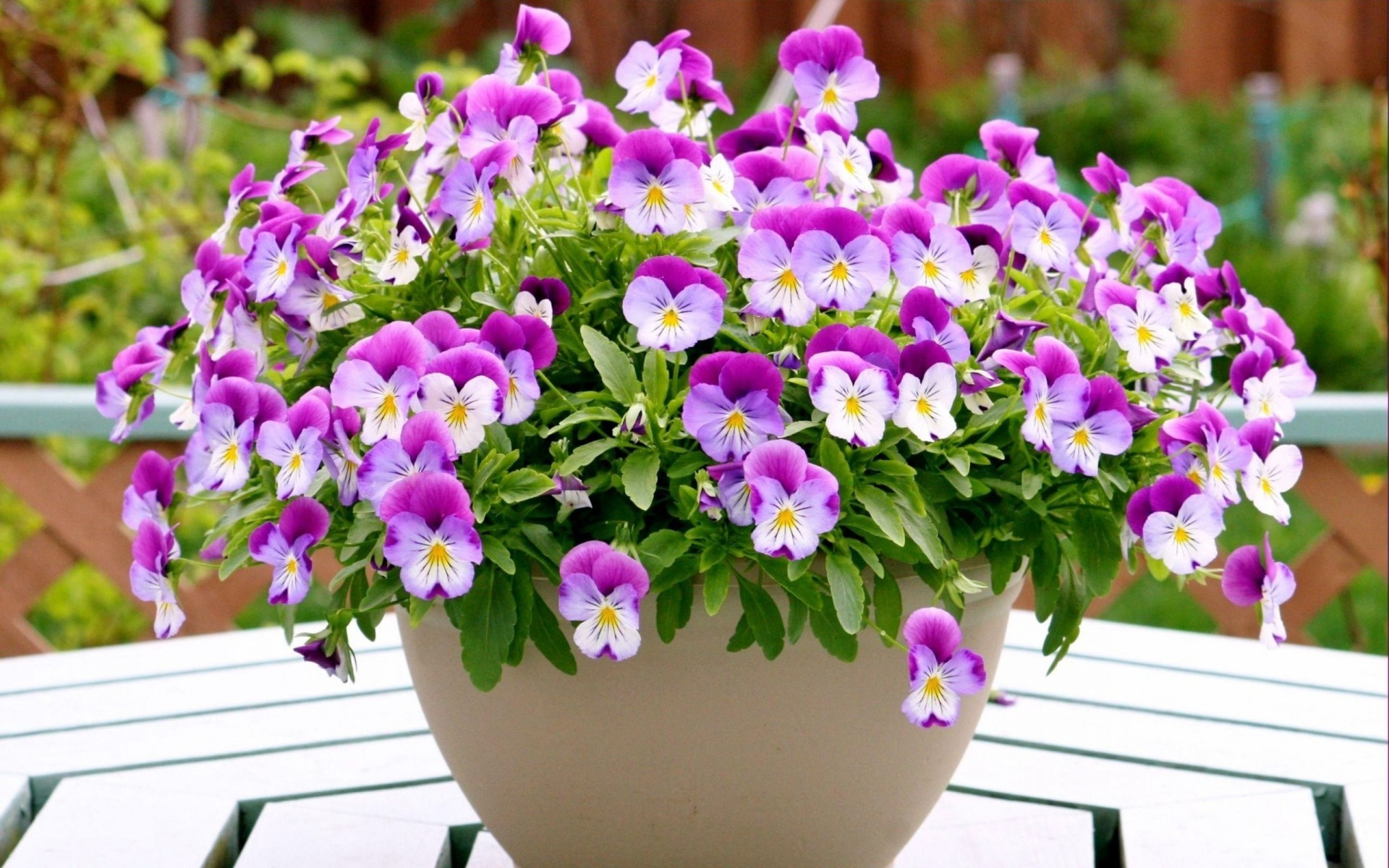 Descarga gratis la imagen Flores, Tierra/naturaleza, Viola × Wittrockiana en el escritorio de tu PC