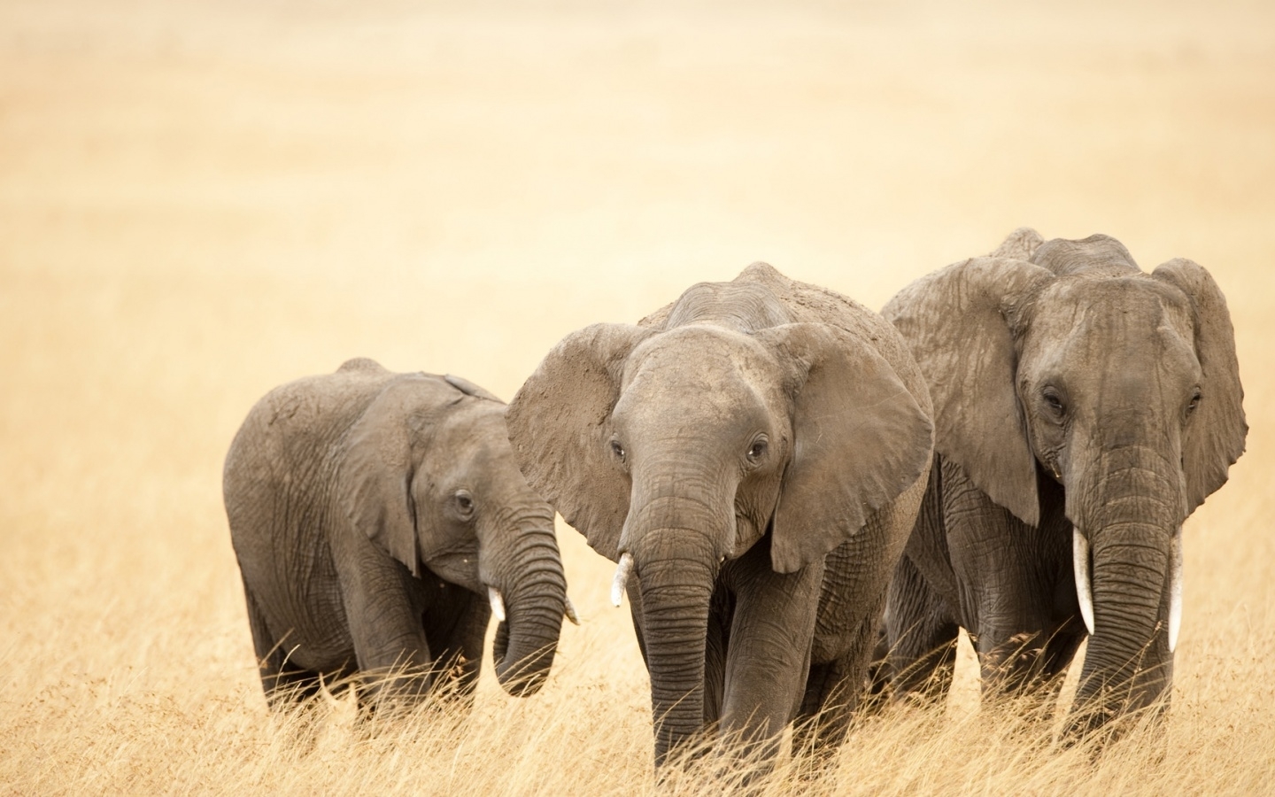46760 télécharger l'image animaux, elephants, jaune - fonds d'écran et économiseurs d'écran gratuits