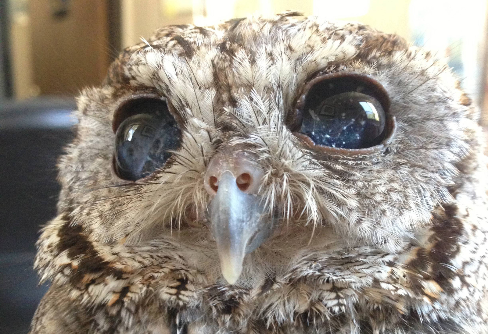 Téléchargez des papiers peints mobile Hibou, Des Oiseaux, Animaux gratuitement.