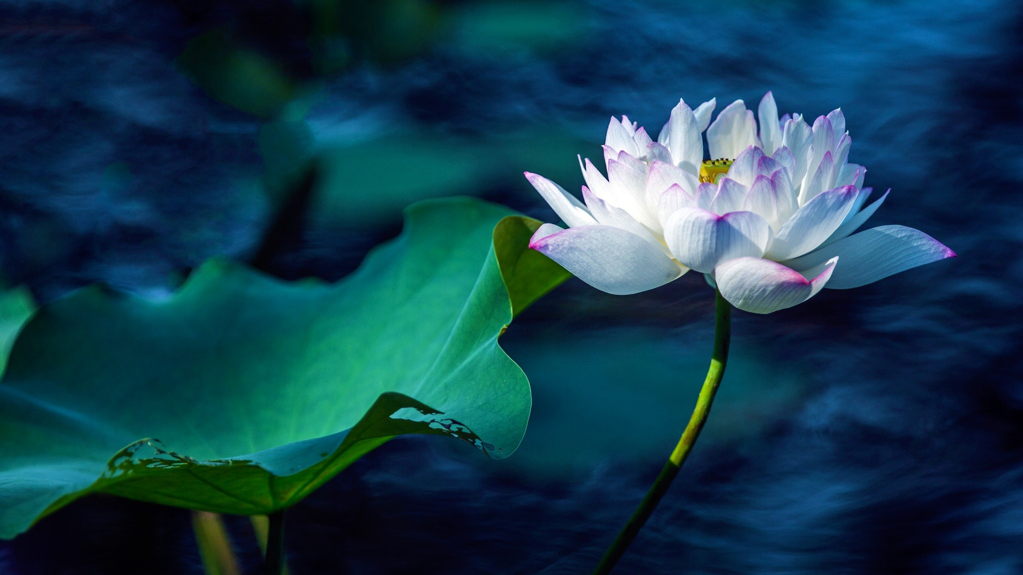 Laden Sie das Blumen, Lotus, Blume, Makro, Weiße Blume, Erde/natur-Bild kostenlos auf Ihren PC-Desktop herunter