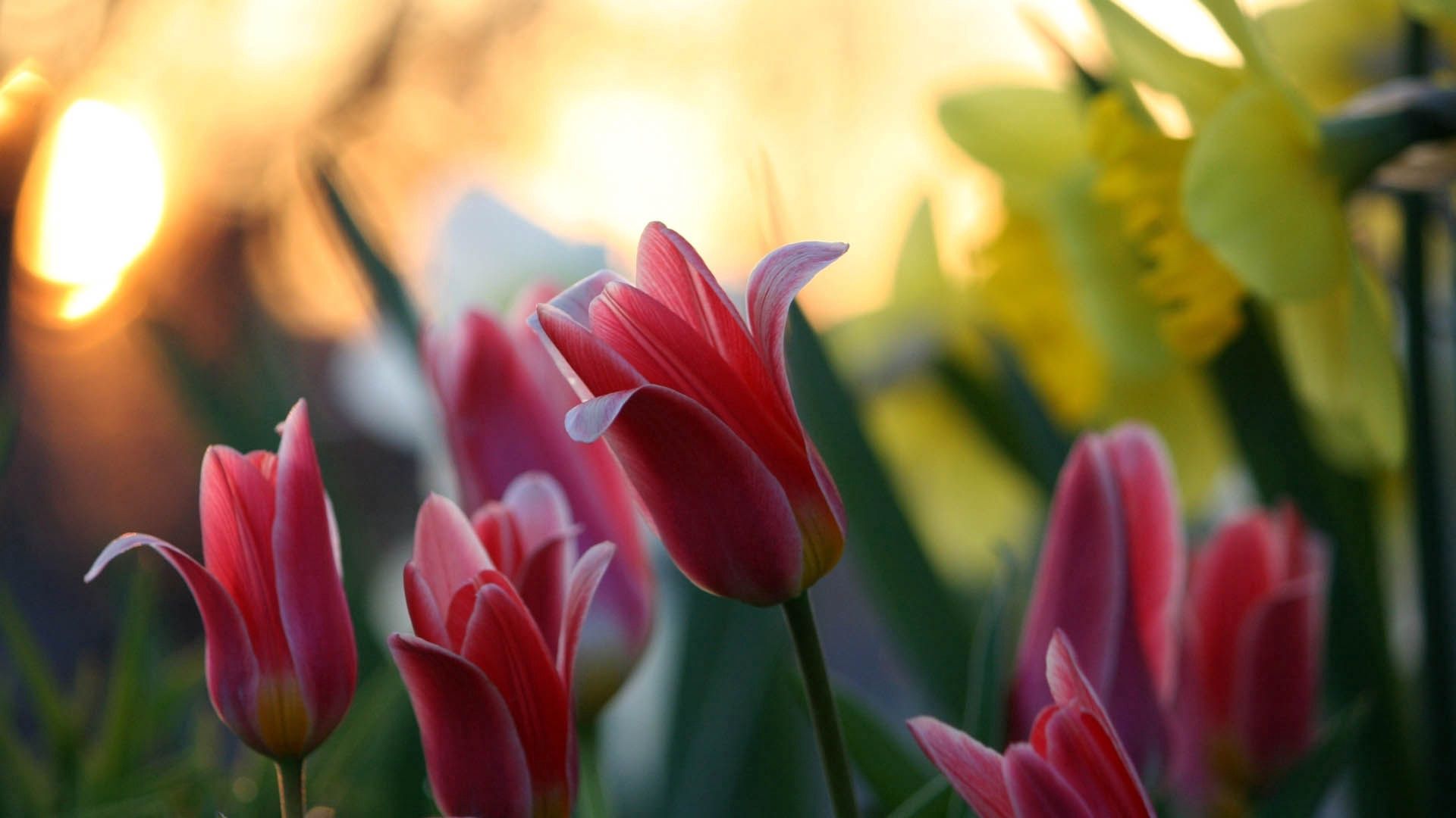 Free download wallpaper Flowers, Bud, Flowering, Tulips, Bloom on your PC desktop