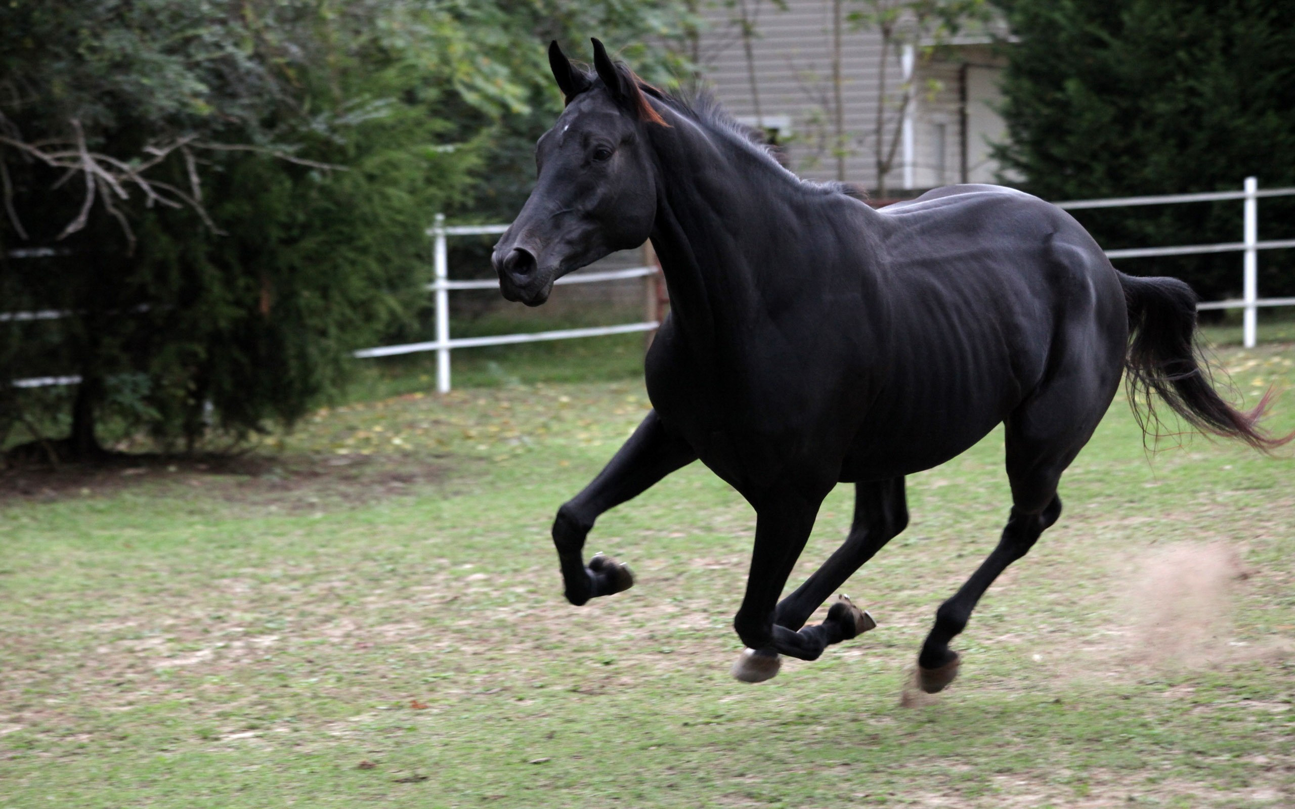 無料モバイル壁紙動物, 馬をダウンロードします。