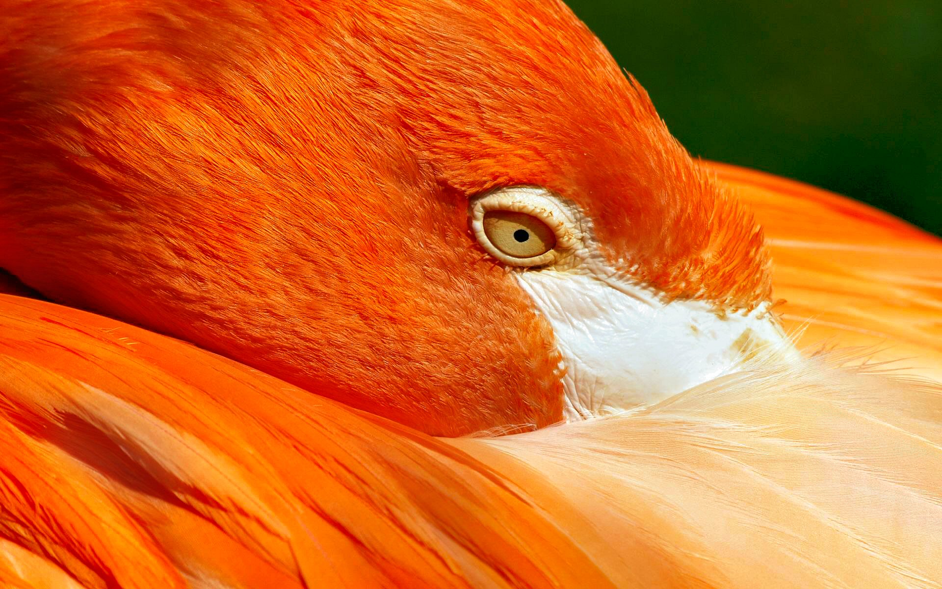 314167 Bild herunterladen tiere, flamingo, vogel, feder, rot, vögel - Hintergrundbilder und Bildschirmschoner kostenlos