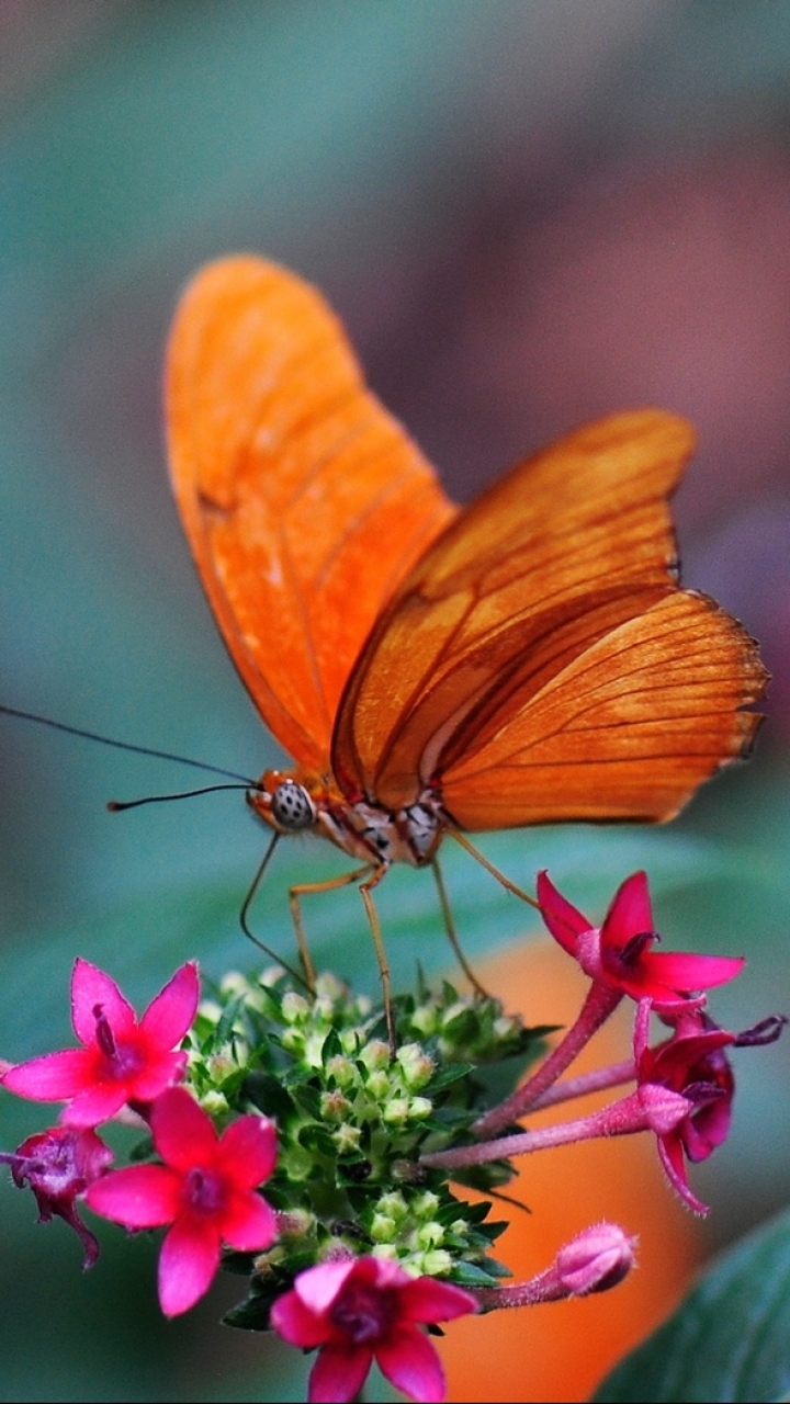 Descarga gratuita de fondo de pantalla para móvil de Animales, Mariposa.