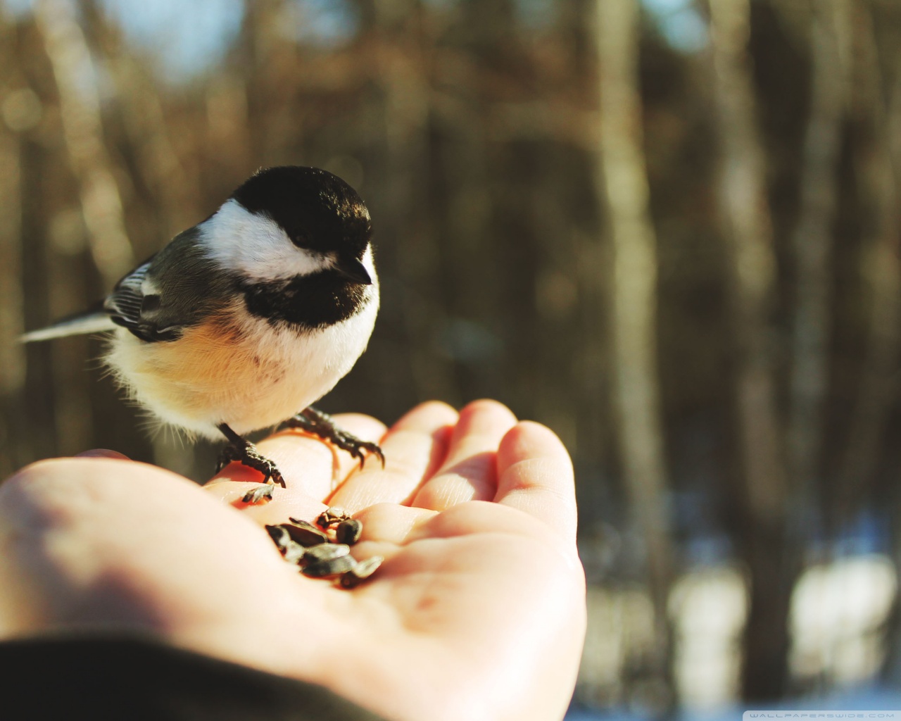 Laden Sie das Tiere, Hand, Vogel-Bild kostenlos auf Ihren PC-Desktop herunter