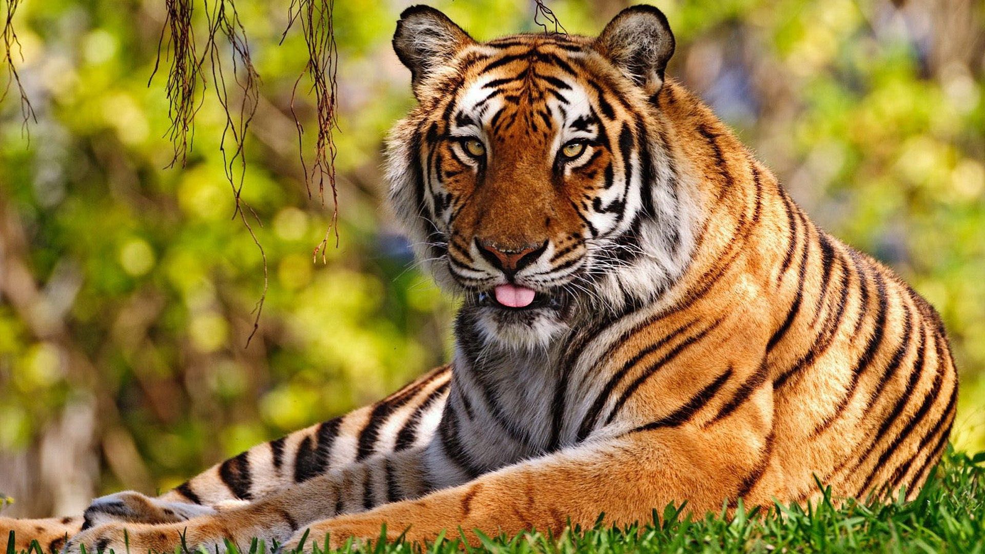 Скачать обои бесплатно Тигр, Трава, Сидеть, Животные, Язык, Большая Кошка картинка на рабочий стол ПК