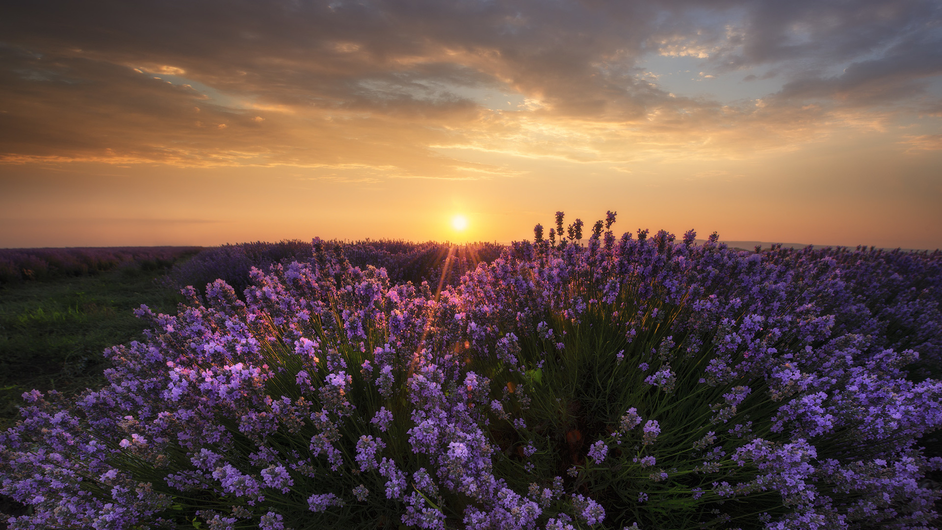 Free download wallpaper Sunset, Earth, Field, Lavender on your PC desktop