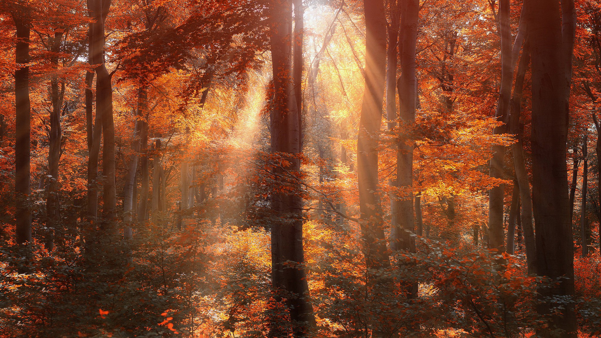 Baixe gratuitamente a imagem Outono, Sol, Floresta, Árvore, Terra/natureza, Raio Solar, Brilho Do Sol na área de trabalho do seu PC