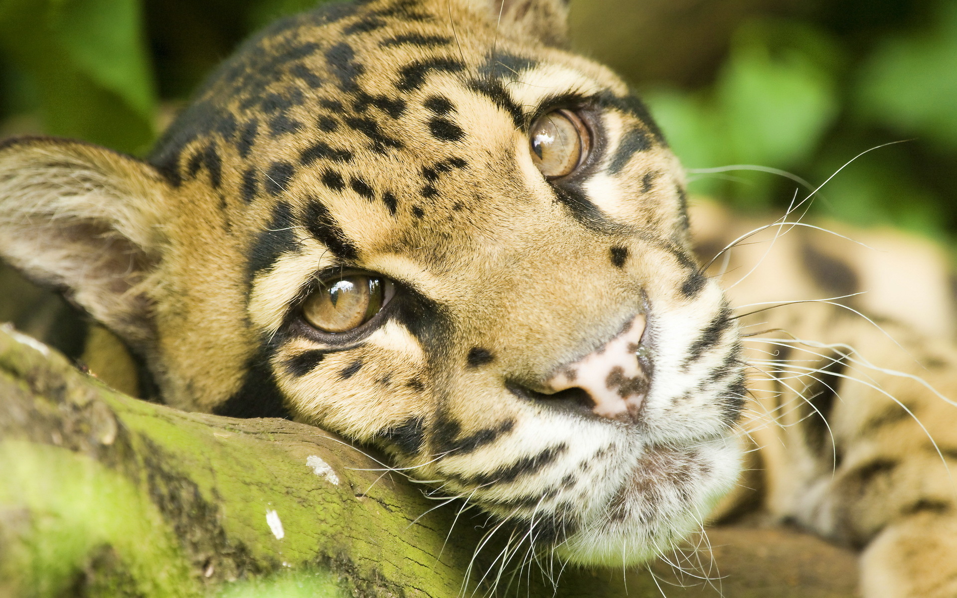 283625 baixar imagens animais, leopardo nebuloso, gatos - papéis de parede e protetores de tela gratuitamente