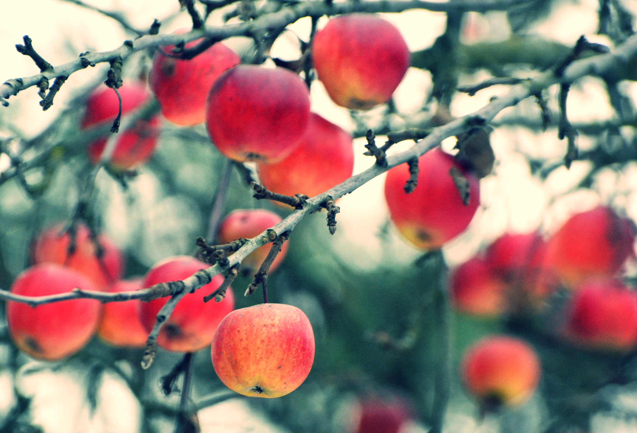 Laden Sie das Ast, Apfel, Bokeh, Nahrungsmittel, Früchte-Bild kostenlos auf Ihren PC-Desktop herunter