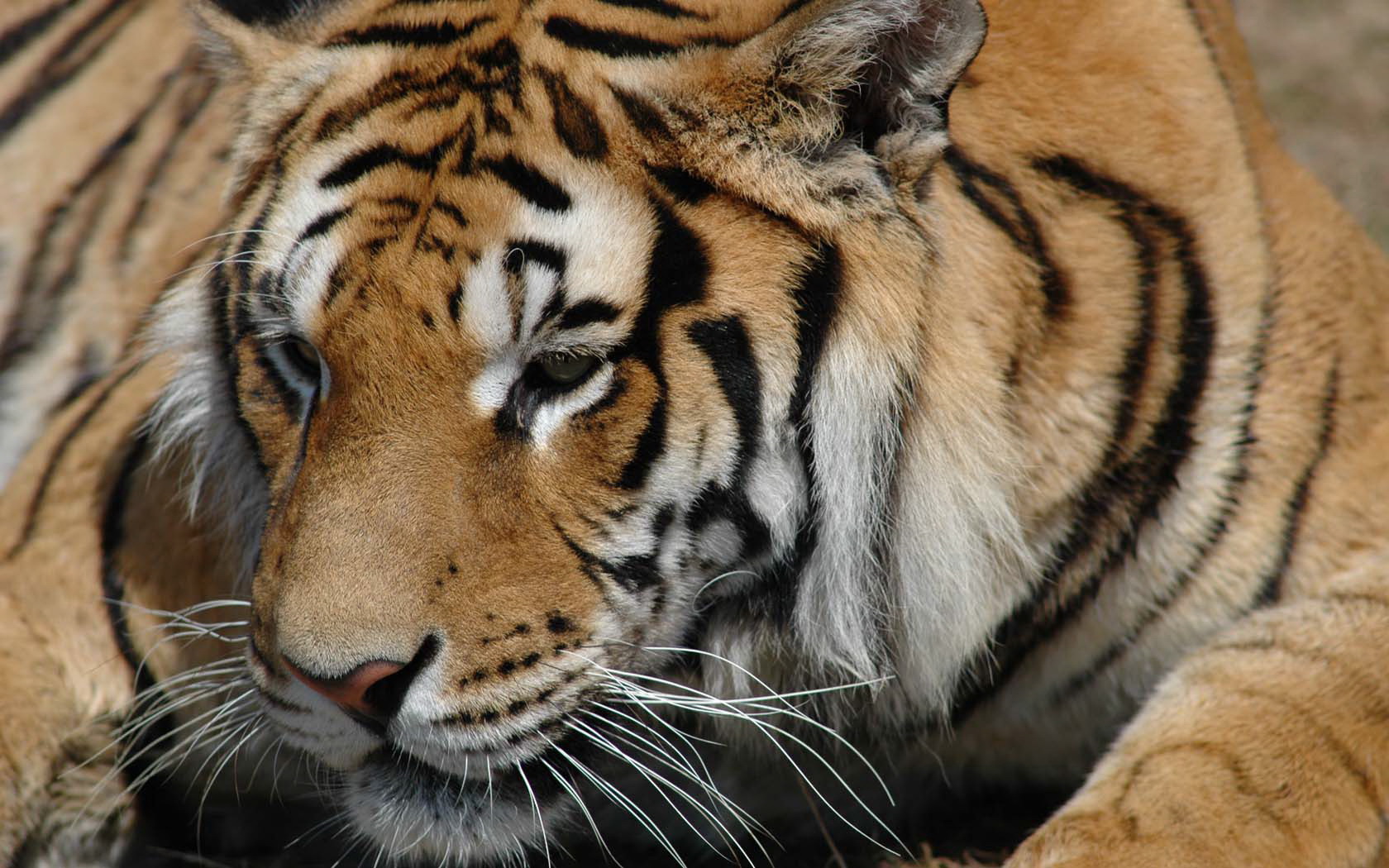 Descarga gratuita de fondo de pantalla para móvil de Animales, Tigre.