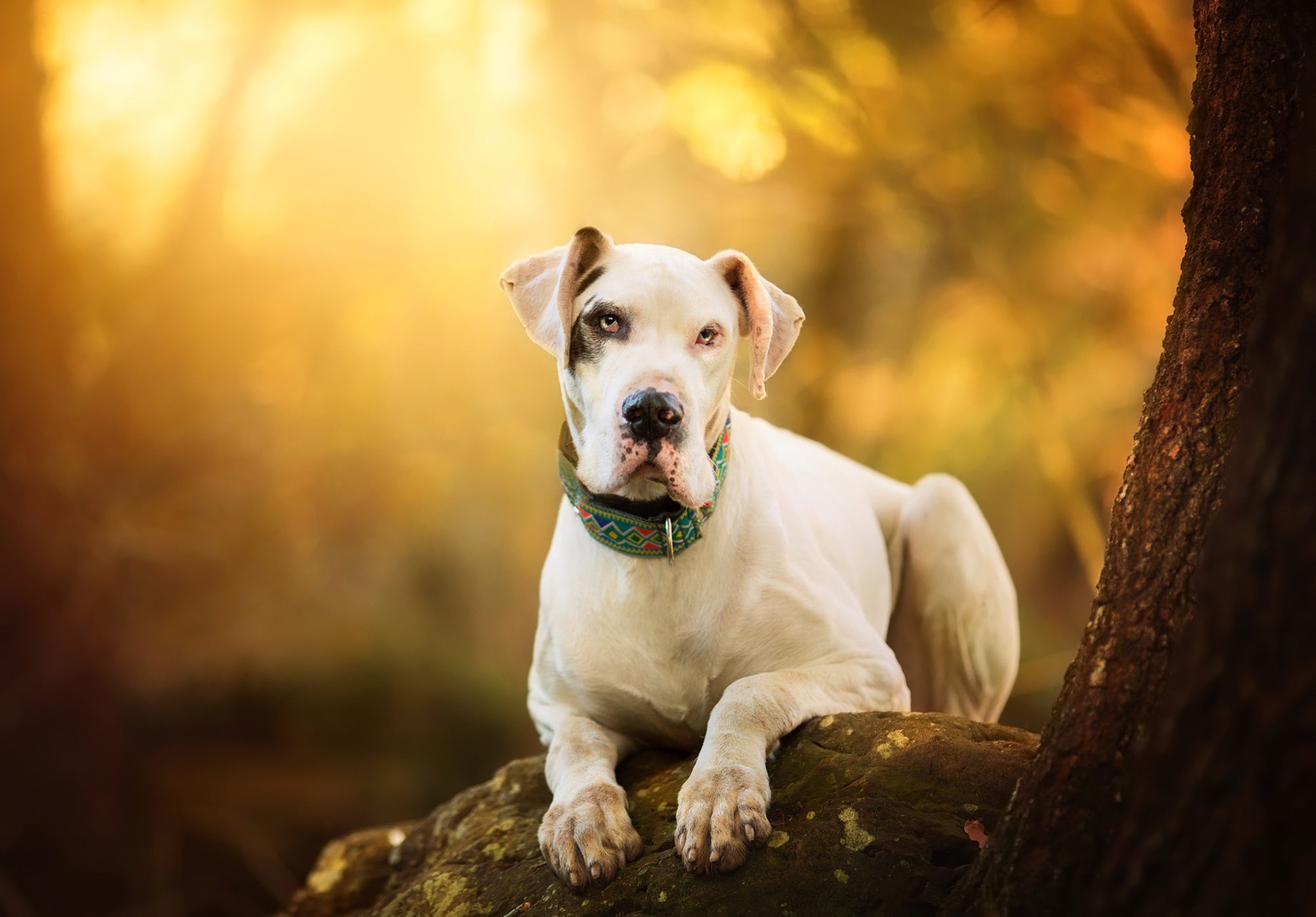 Free download wallpaper Dogs, Dog, Animal, Depth Of Field on your PC desktop