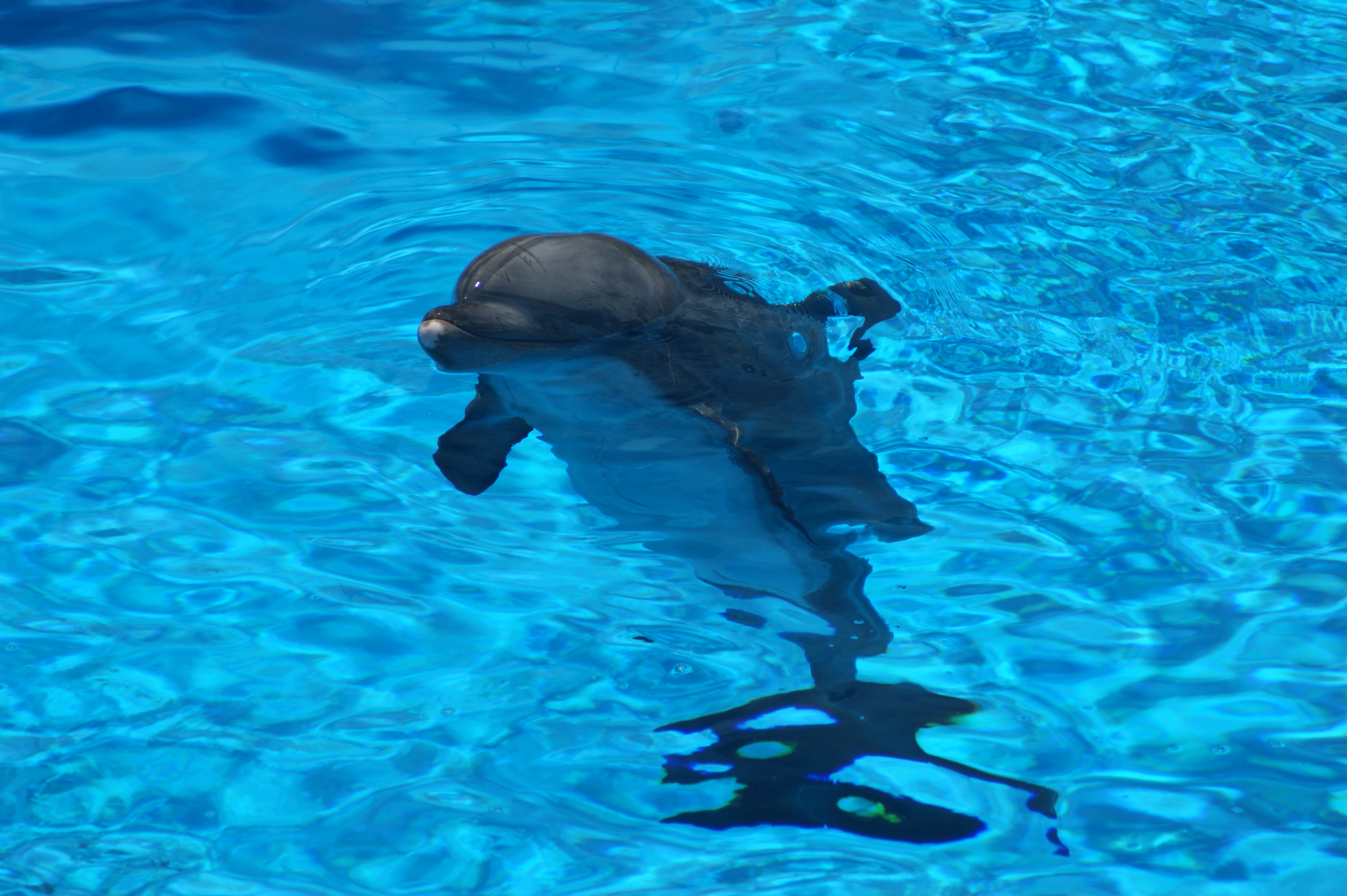 animals, water, ripples, ripple, dolphin Free Stock Photo