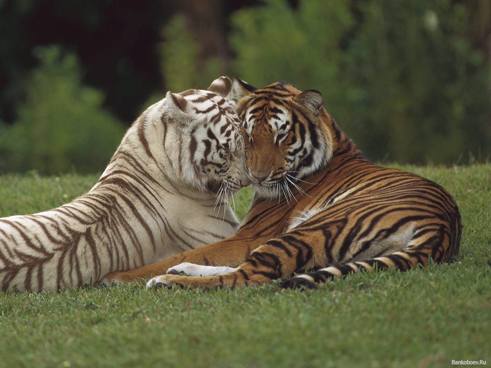 tigers, animals