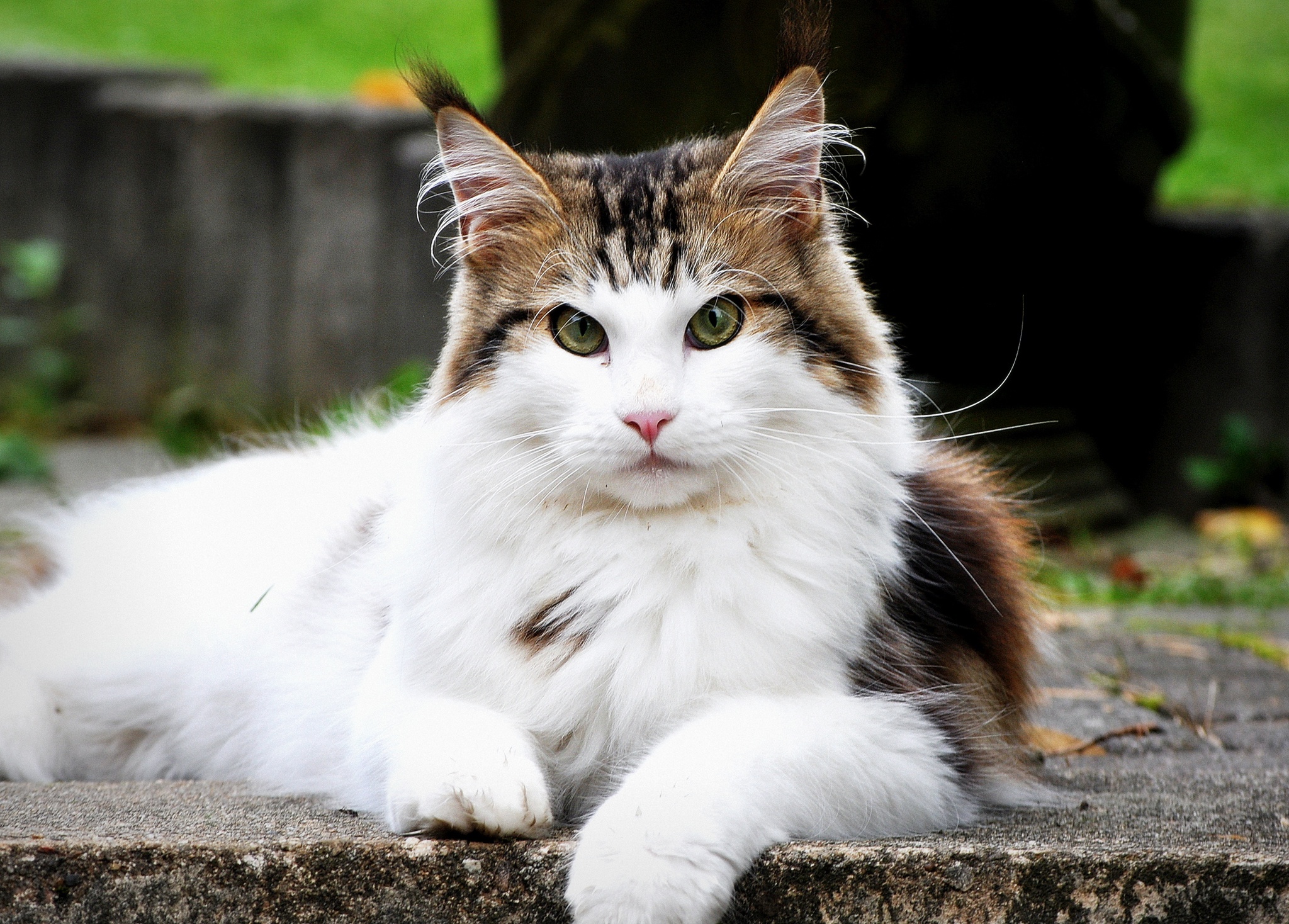 Baixe gratuitamente a imagem Animais, Gatos, Gato, Olhar Fixamente, Profundidade De Campo na área de trabalho do seu PC