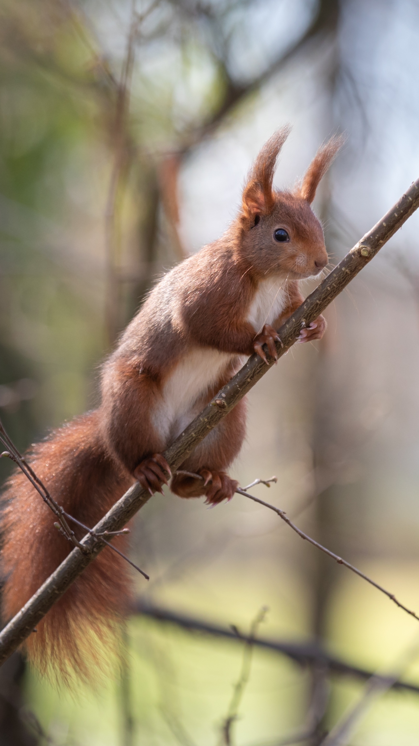 Descarga gratuita de fondo de pantalla para móvil de Animales, Ardilla, Roedor.