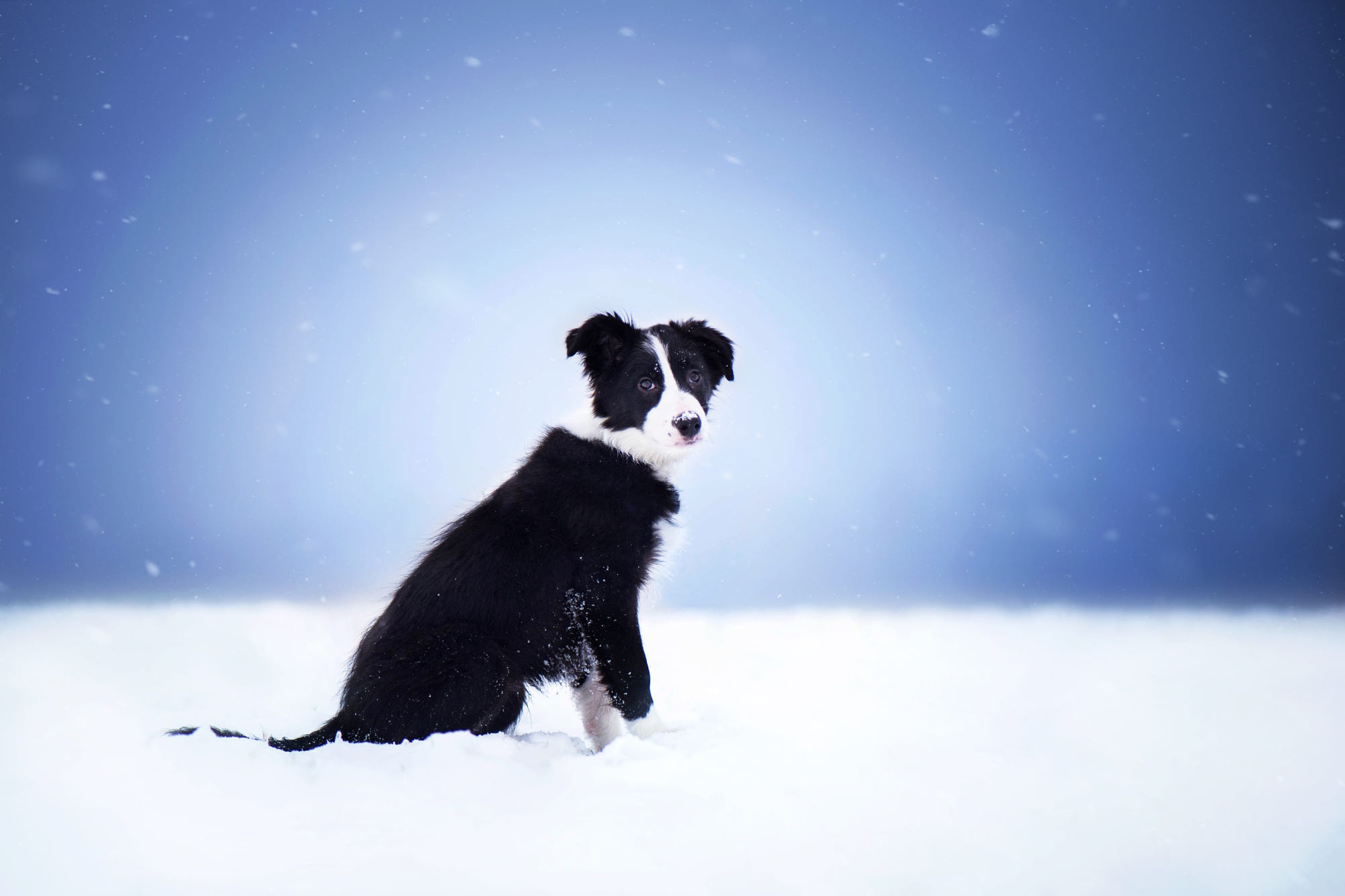Descarga gratis la imagen Animales, Perros, Nieve, Cachorro, Bebe Animal, Collie De La Frontera en el escritorio de tu PC