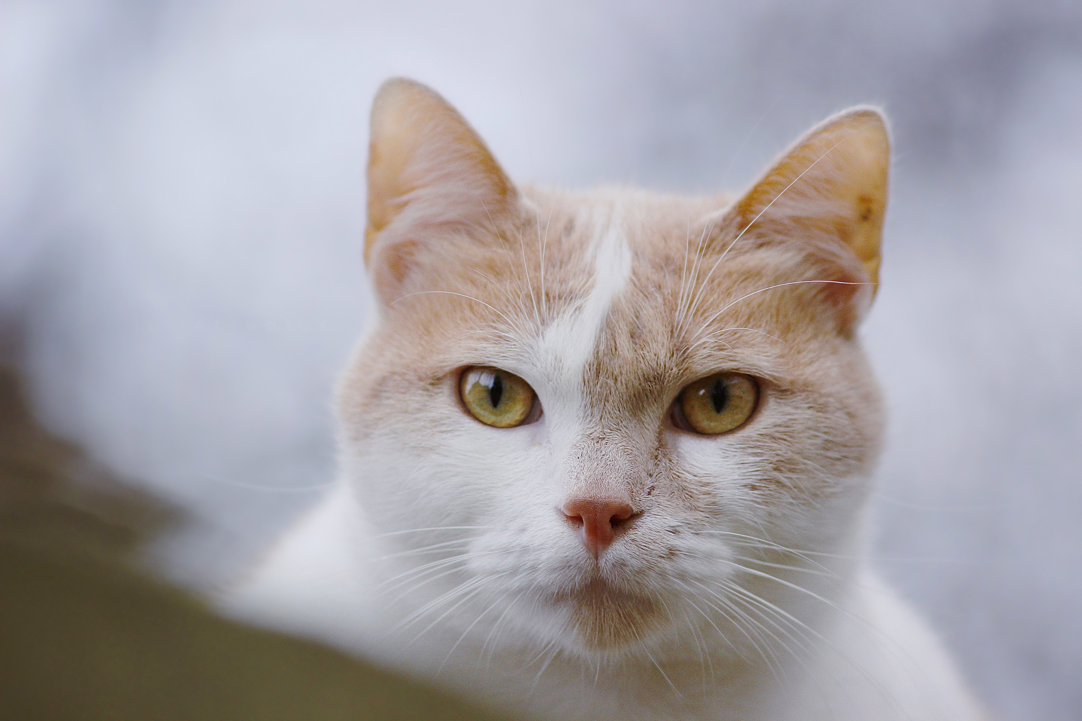 Handy-Wallpaper Tiere, Katzen, Katze, Starren kostenlos herunterladen.