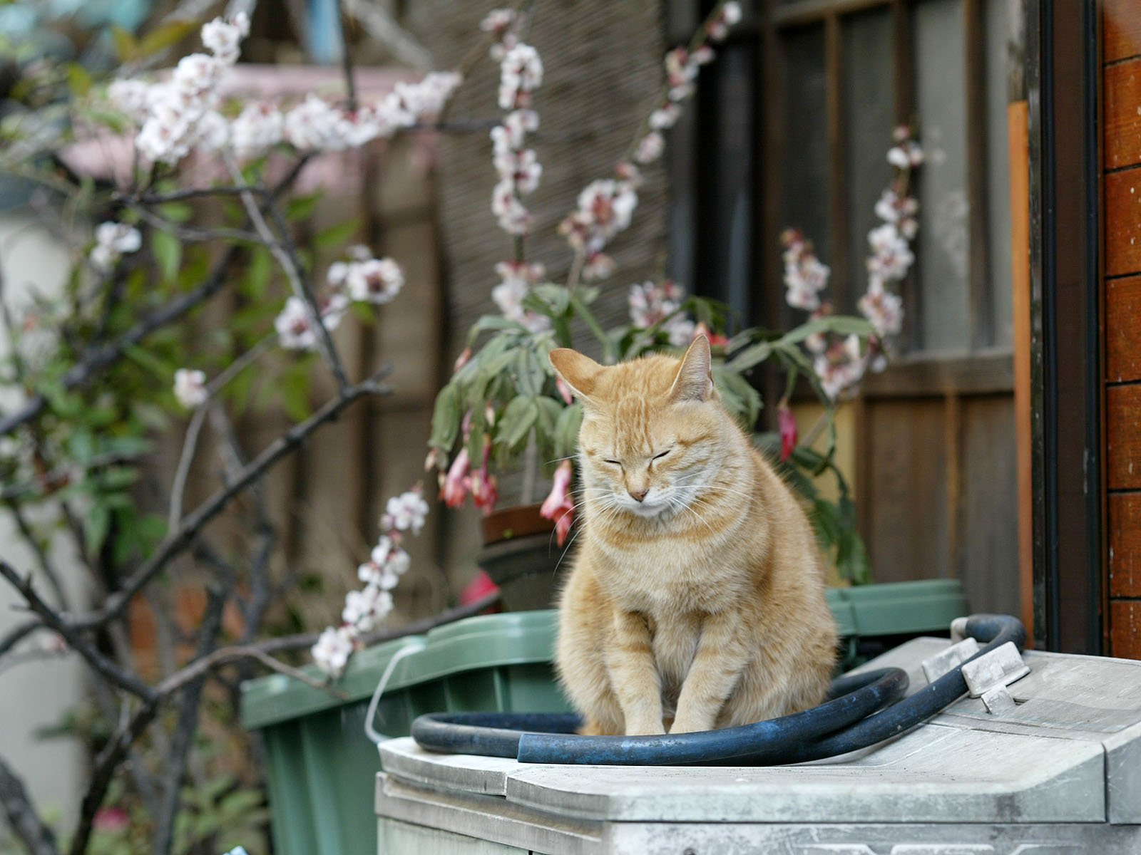 無料モバイル壁紙ネコ, 猫, 動物をダウンロードします。