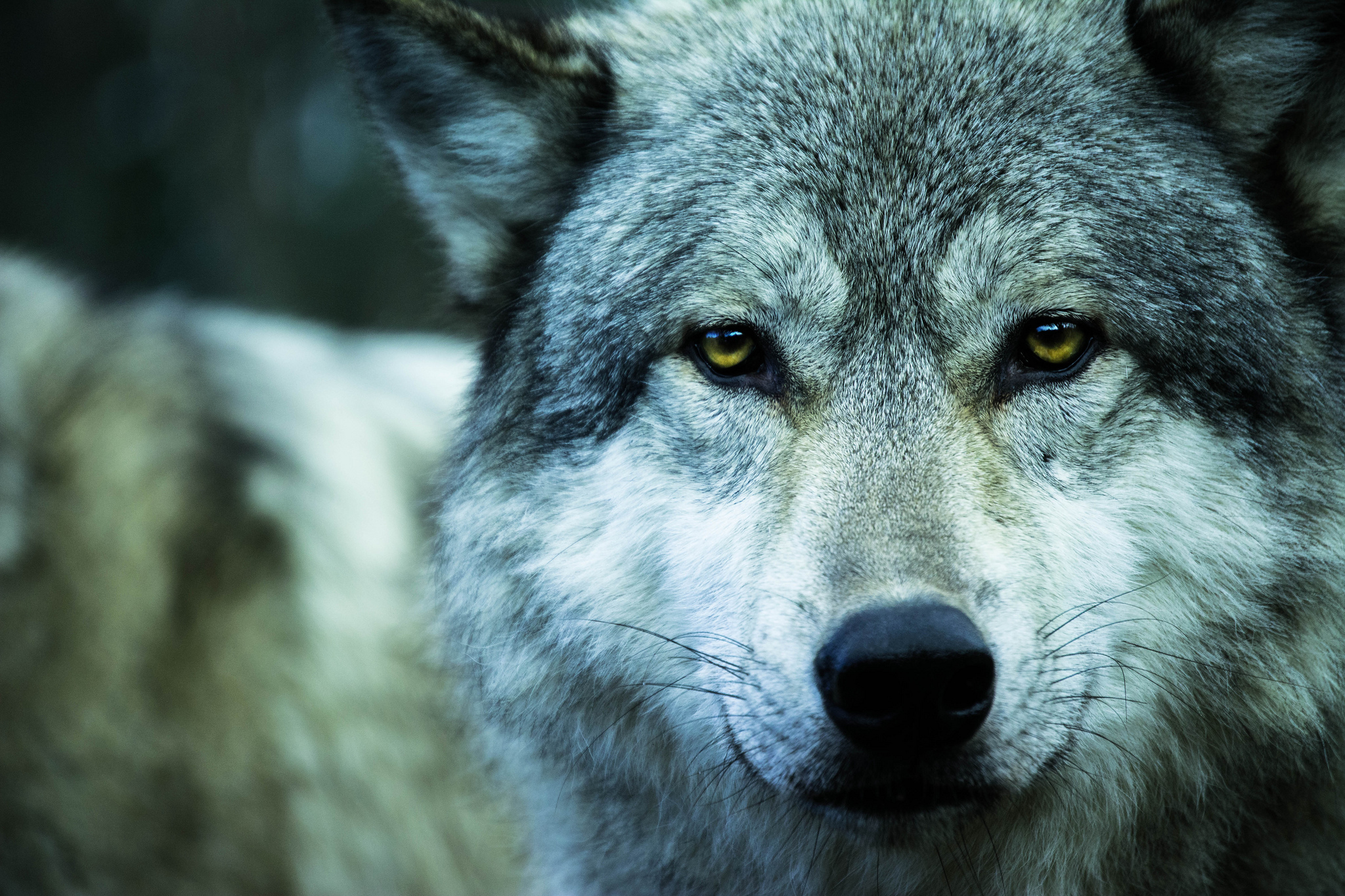 Download mobile wallpaper Wolf, Animal, Face, Stare, Wolves for free.
