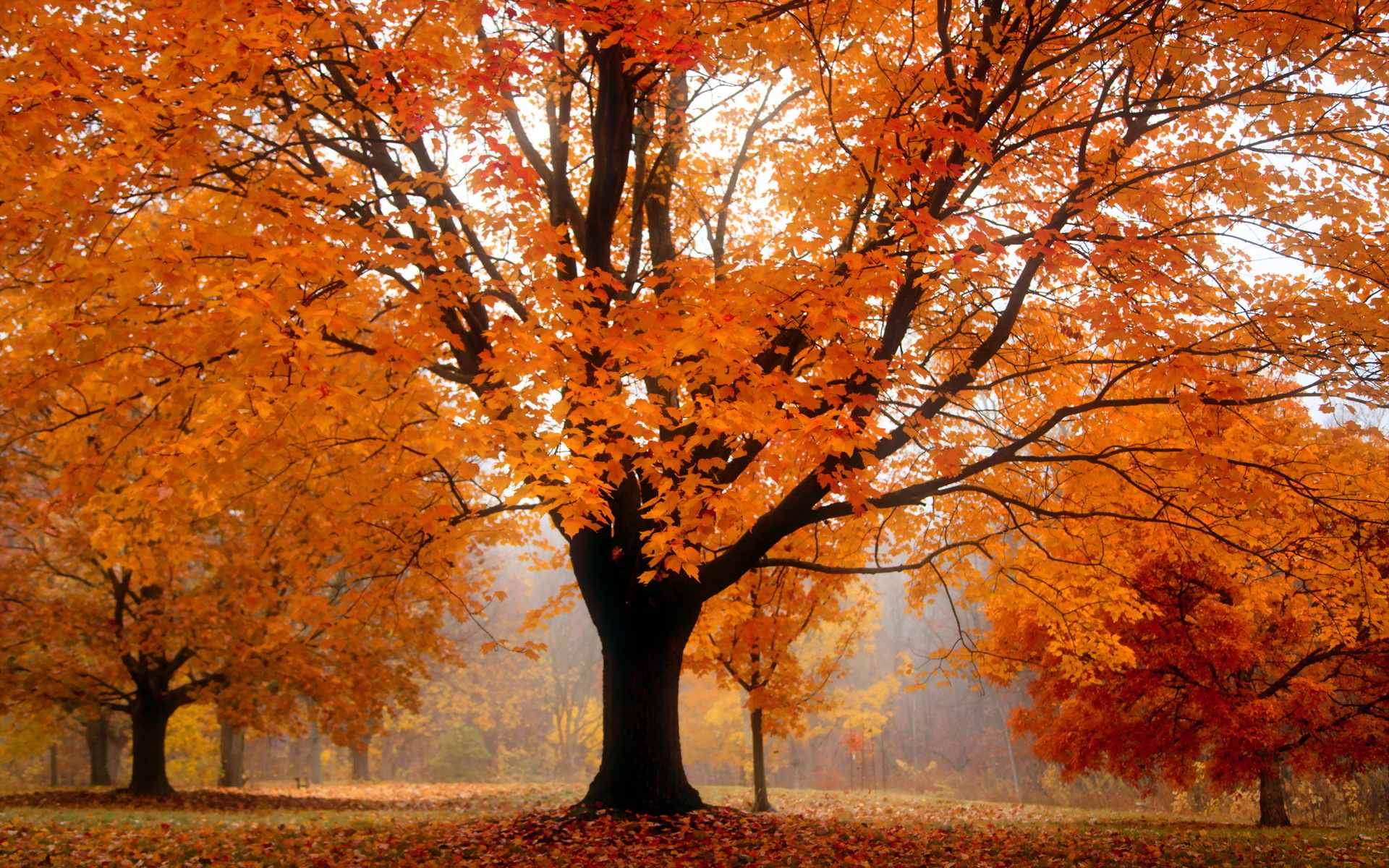 Free download wallpaper Fall, Earth on your PC desktop