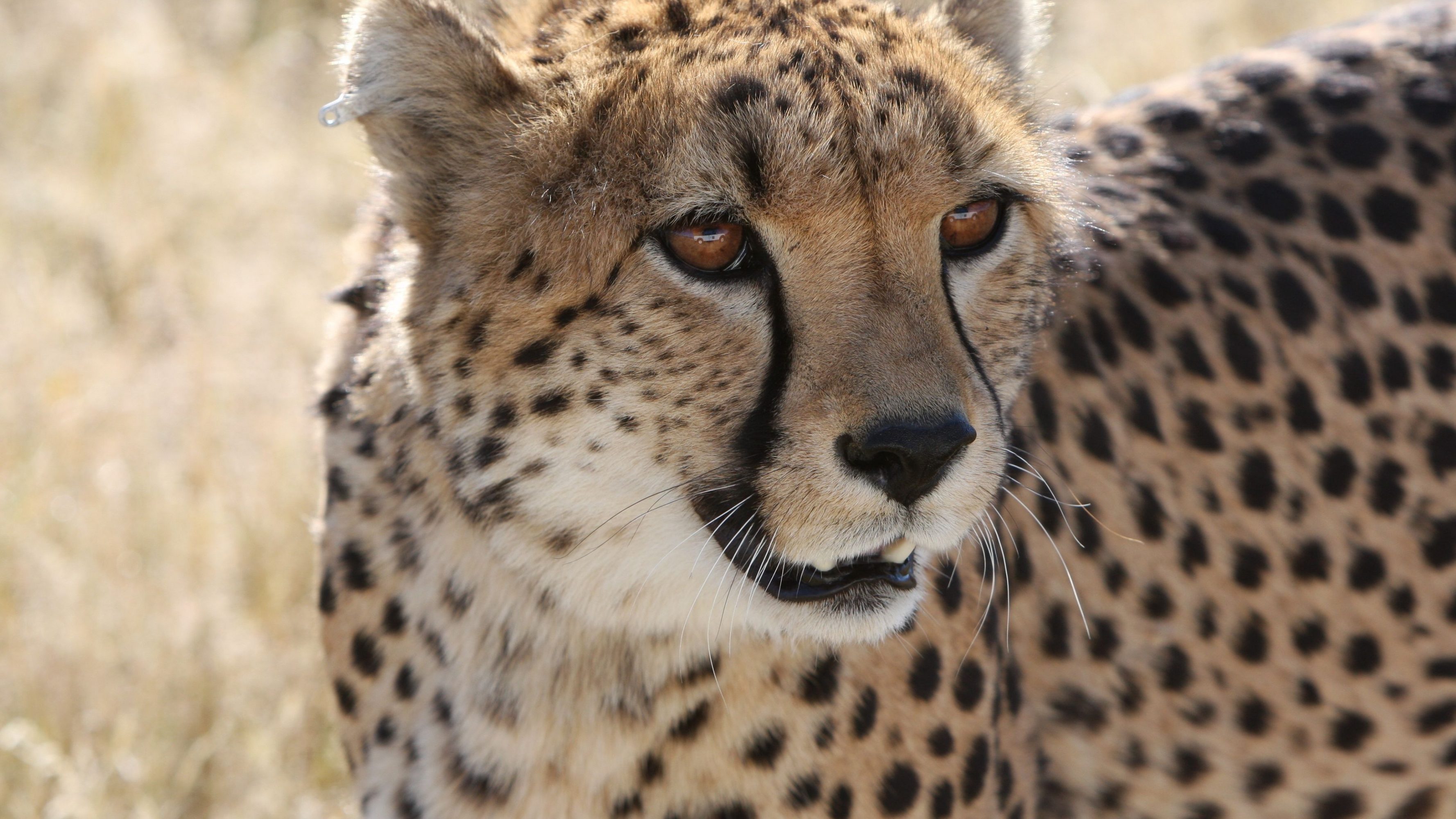 Download mobile wallpaper Cats, Cheetah, Close Up, Animal for free.