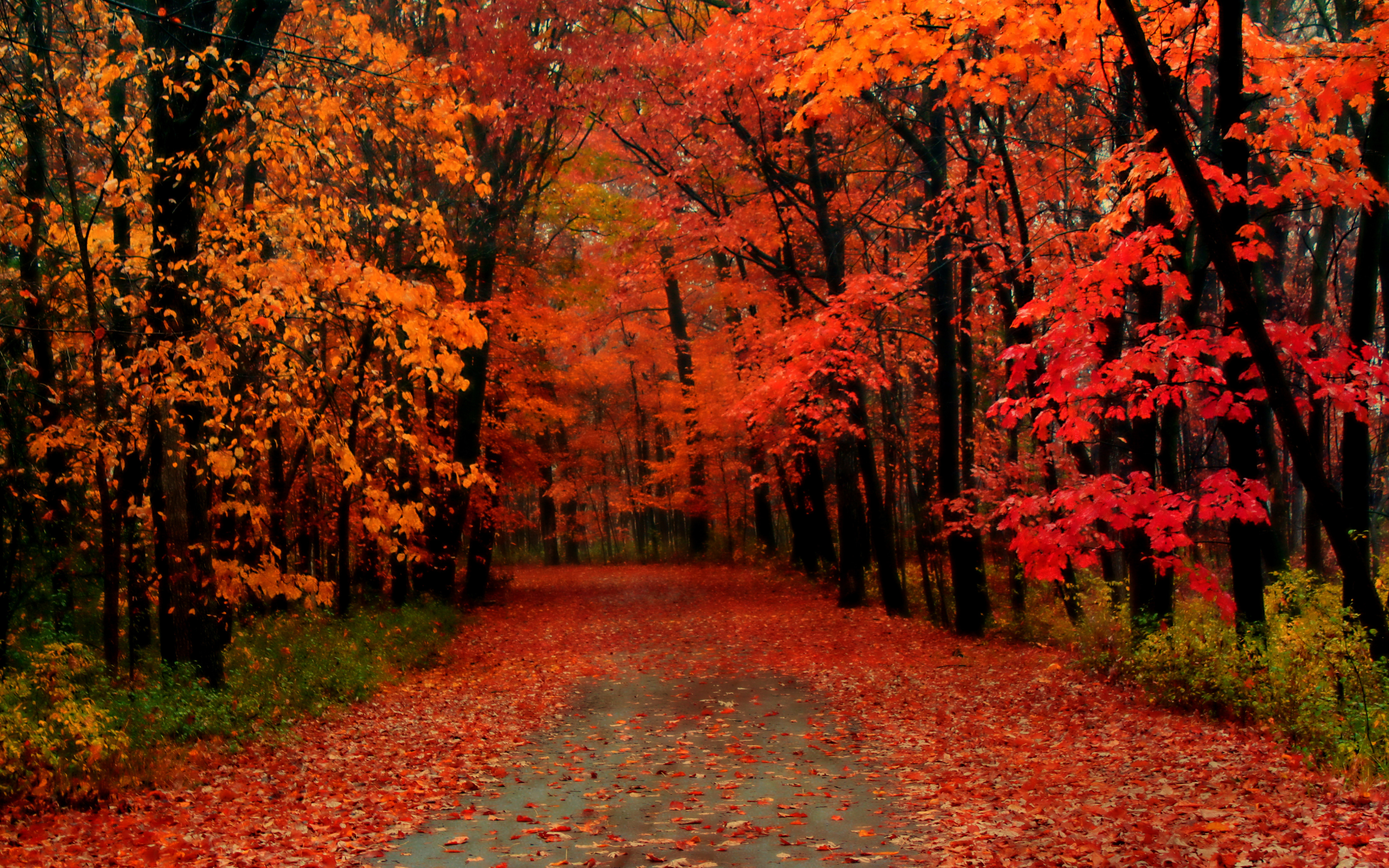 Скачать обои бесплатно Осень, Дорога, Цвета, Красочный, Сделано Человеком картинка на рабочий стол ПК