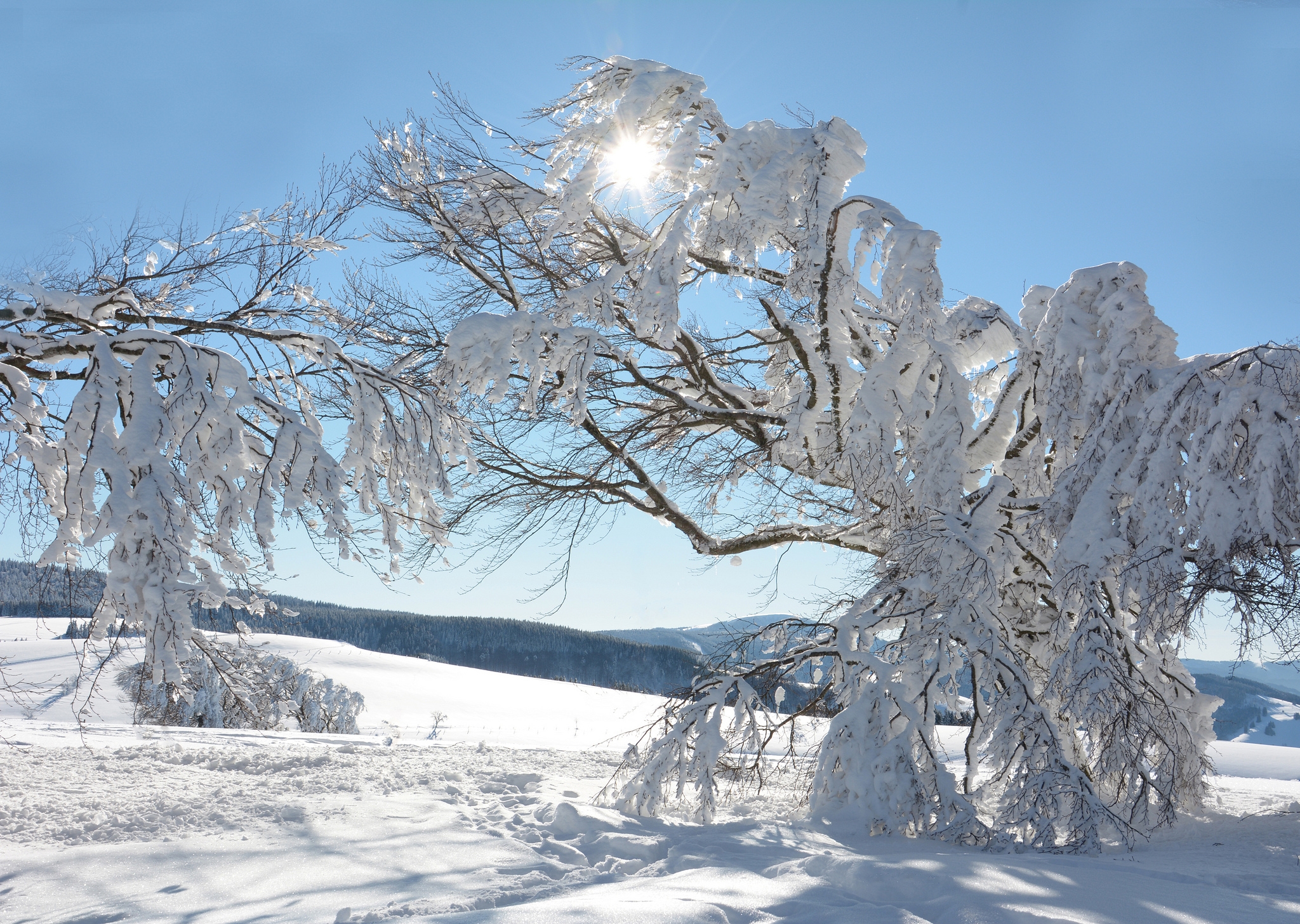 Baixe gratuitamente a imagem Inverno, Neve, Árvore, Terra/natureza na área de trabalho do seu PC