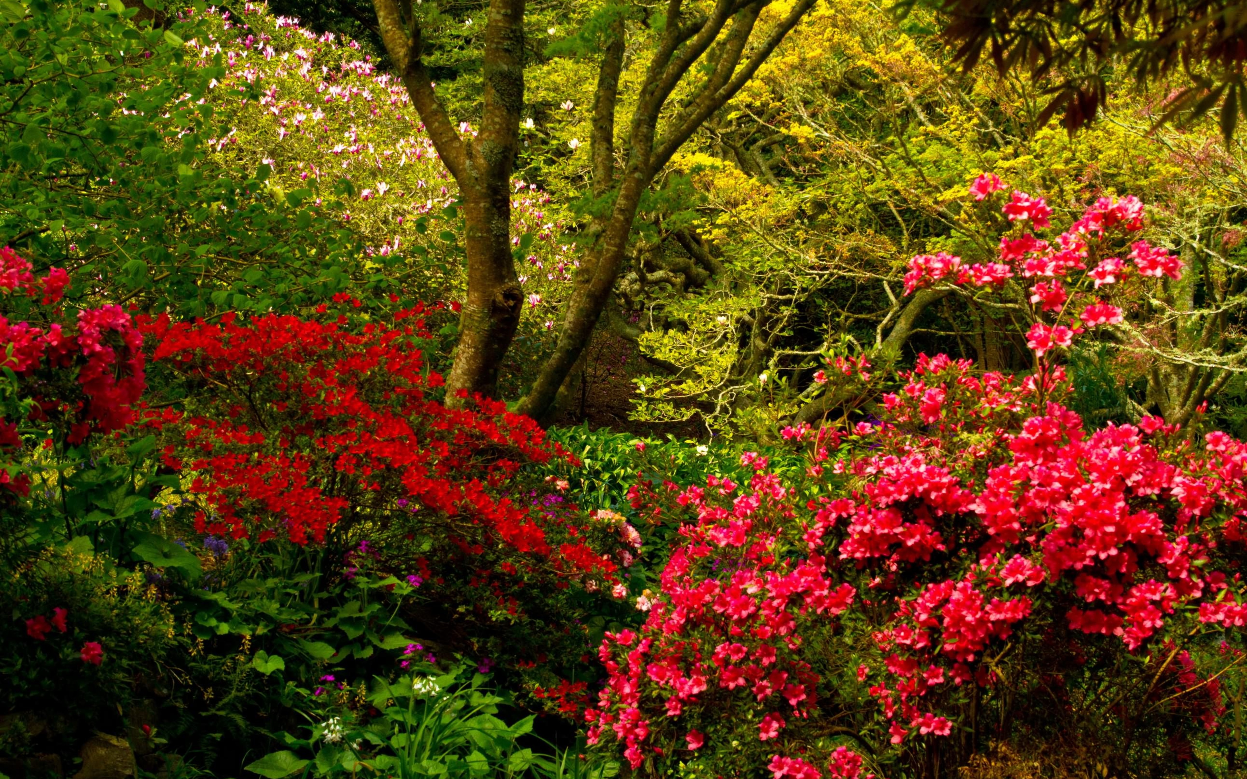 740276 скачать картинку сделано человеком, сад, цвета, цветок, розовый цветок, кустарник, дерево - обои и заставки бесплатно