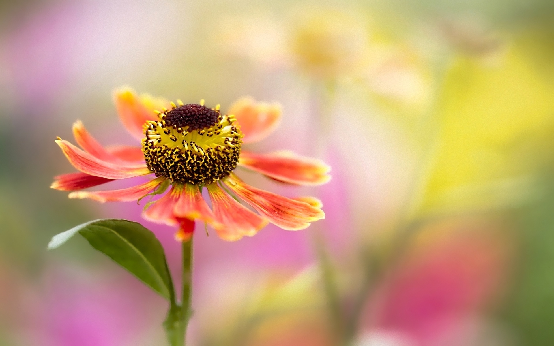 Free download wallpaper Flowers, Flower, Earth on your PC desktop