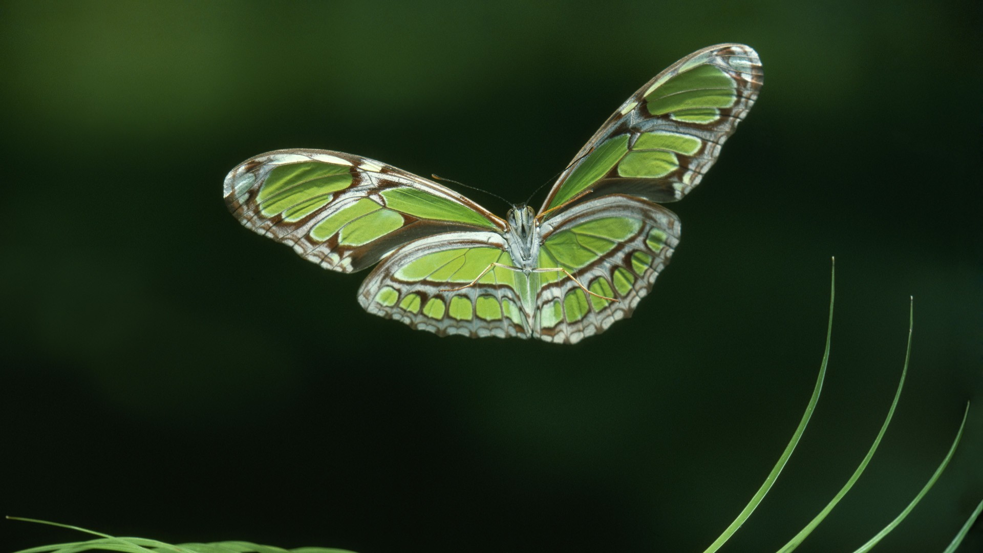 Descarga gratis la imagen Mariposa, Animales en el escritorio de tu PC