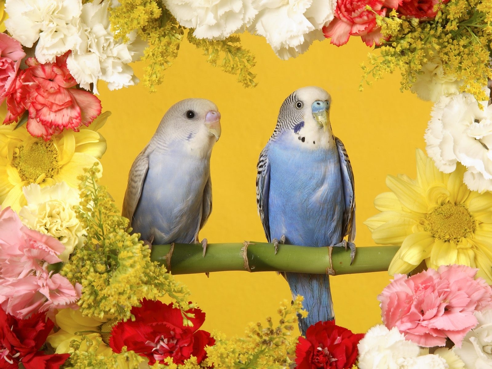1261 скачать картинку попугаи, цветы, птицы, животные, желтые - обои и заставки бесплатно