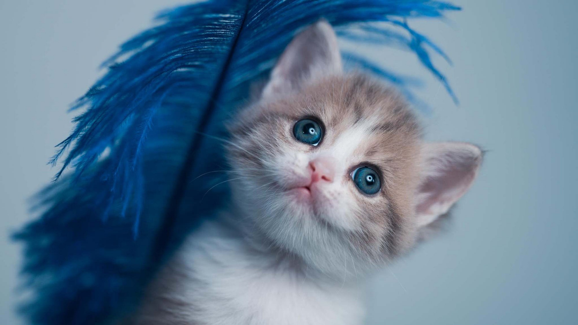 Free download wallpaper Cats, Cat, Kitten, Animal, Baby Animal on your PC desktop
