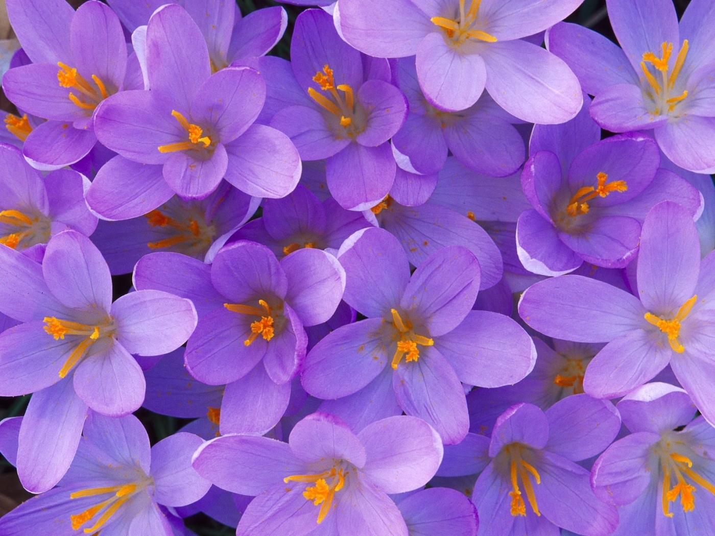 39084 télécharger l'image plantes, fleurs, violet - fonds d'écran et économiseurs d'écran gratuits