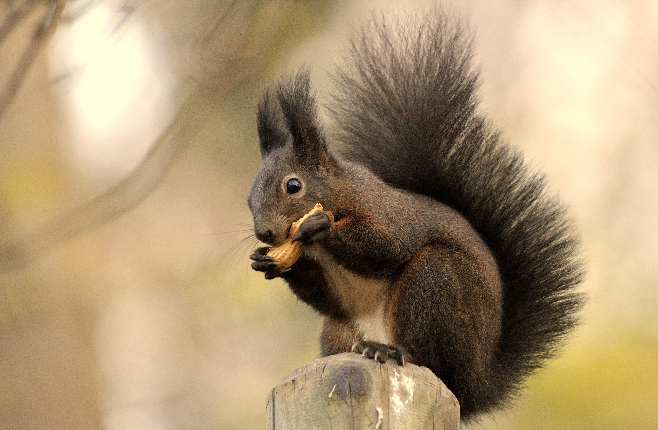 Mobile Wallpaper Squirrel 