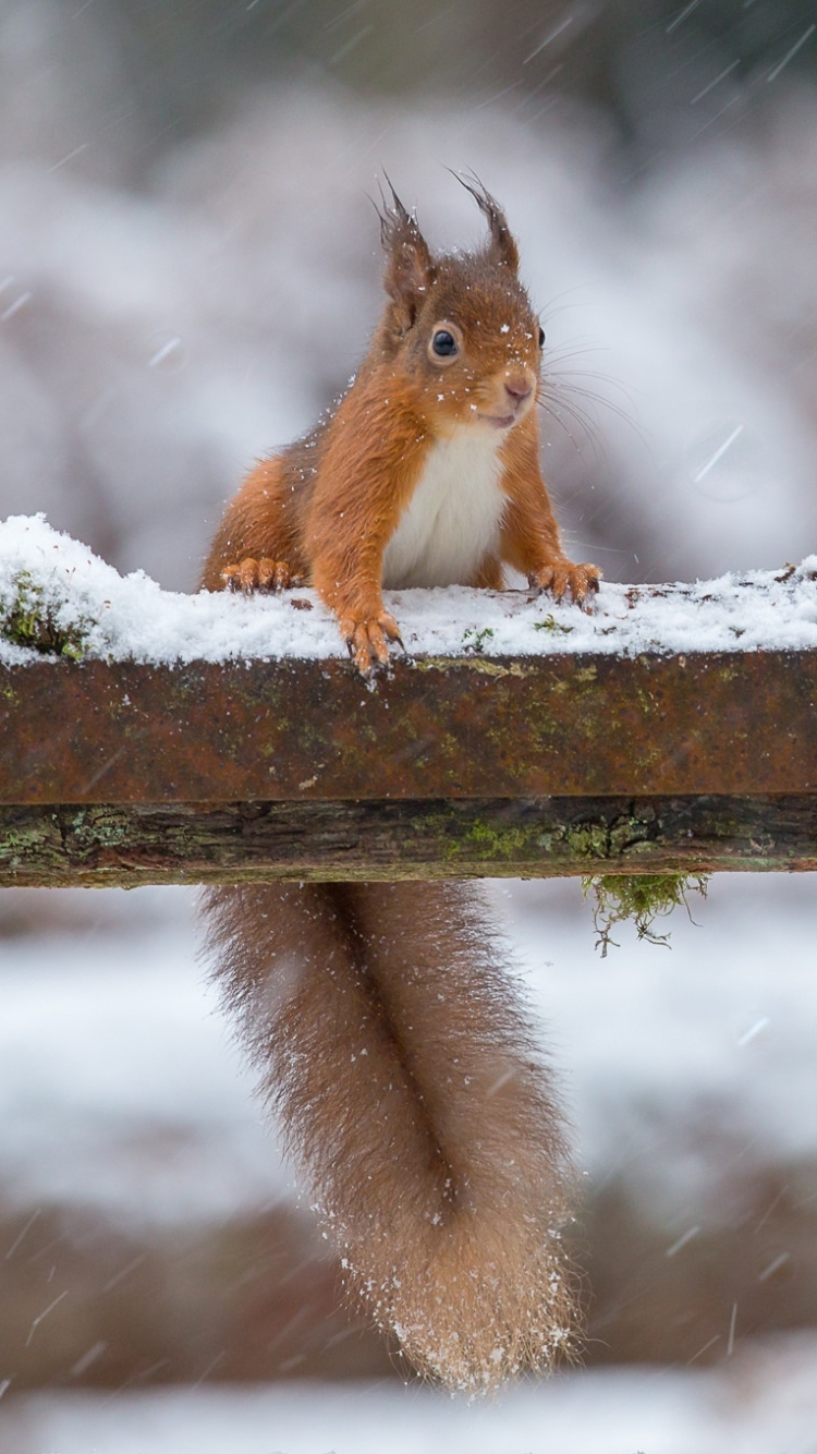 Download mobile wallpaper Winter, Squirrel, Animal, Rodent, Snowfall, Depth Of Field for free.