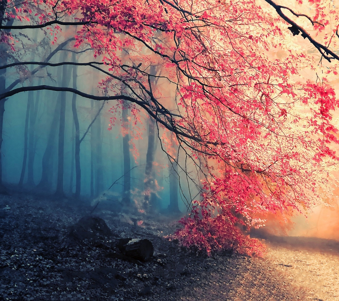 Laden Sie das Herbst, Wald, Nebel, Pfad, Weg, Erde/natur-Bild kostenlos auf Ihren PC-Desktop herunter
