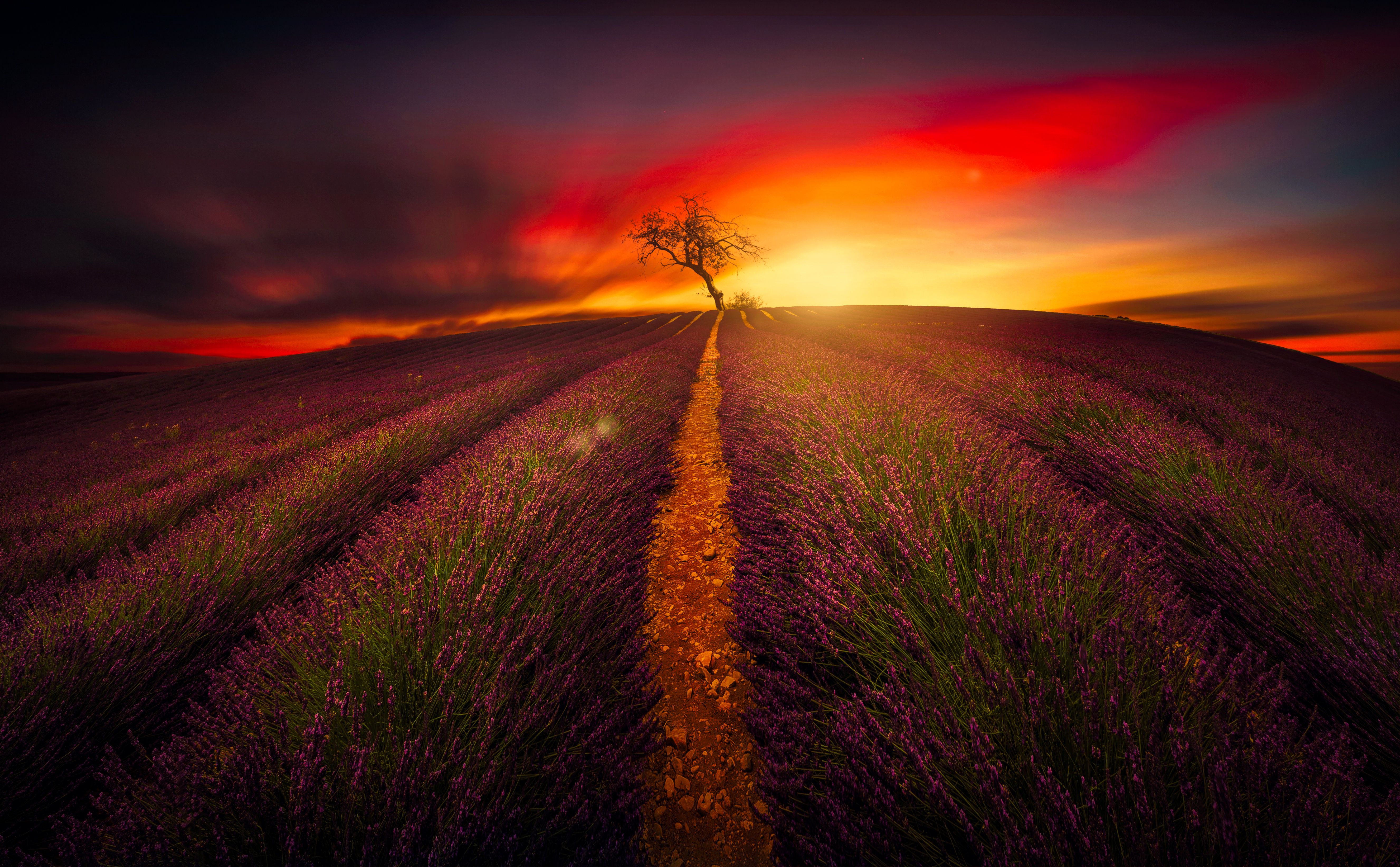 Download mobile wallpaper Landscape, Nature, Flowers, Sunset, Tree, Earth, Field, Lavender, Lonely Tree for free.