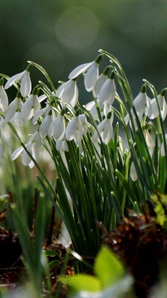 Download mobile wallpaper Flowers, Earth, Snowdrop for free.