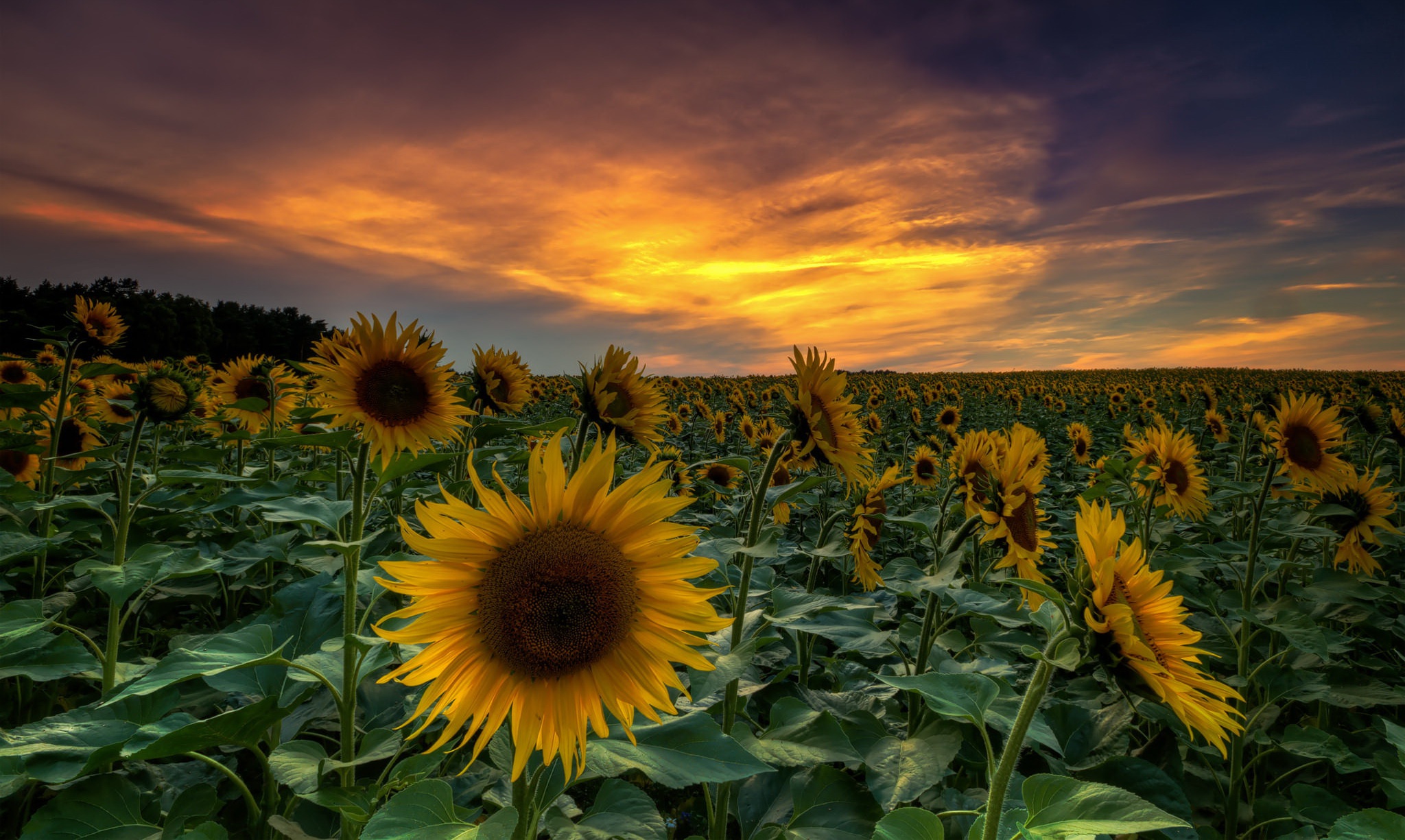 Download mobile wallpaper Nature, Flowers, Sky, Summer, Earth, Field, Sunflower, Yellow Flower for free.