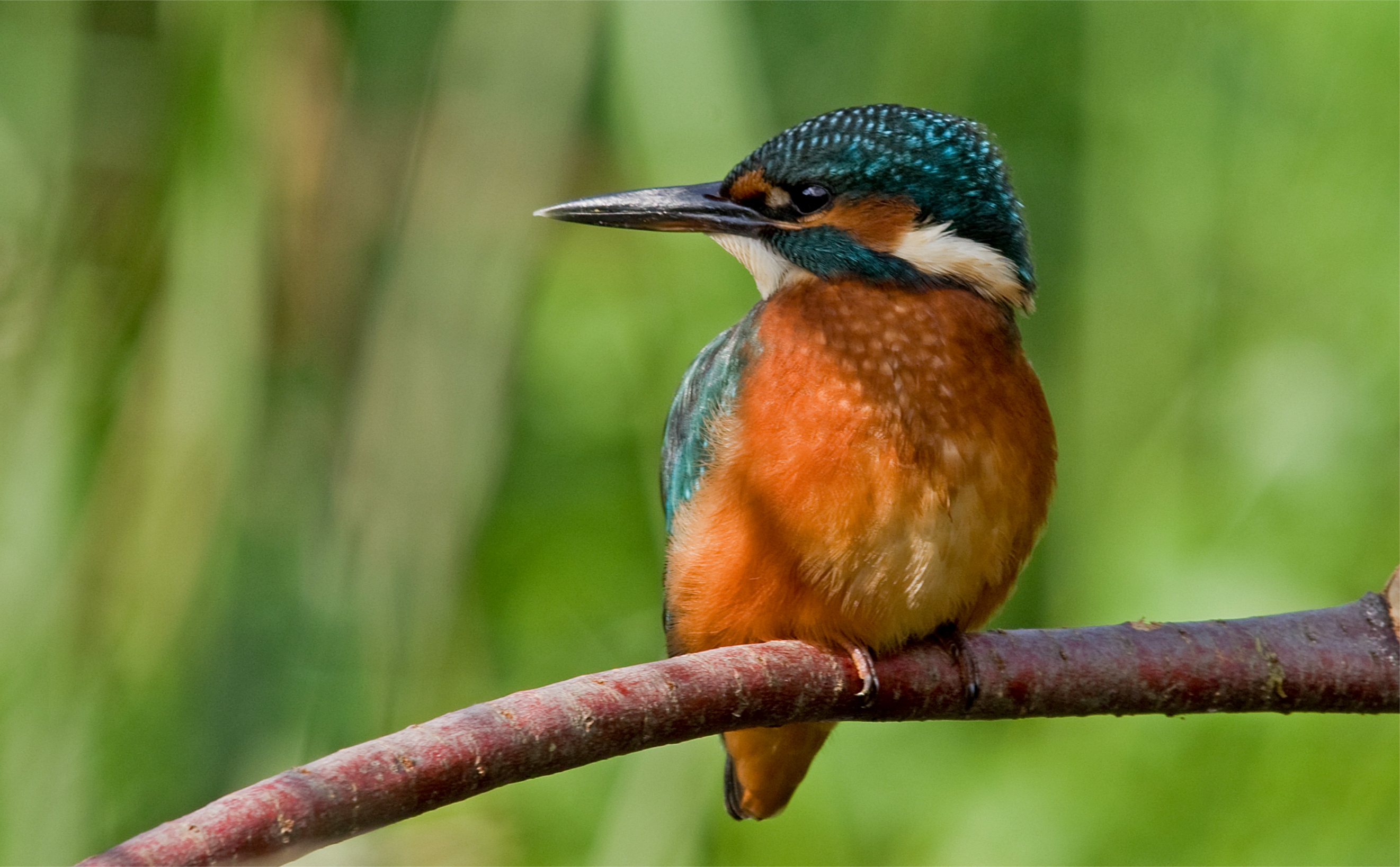 Download background bird, animals, wood, sit, tree, branch, kingfisher