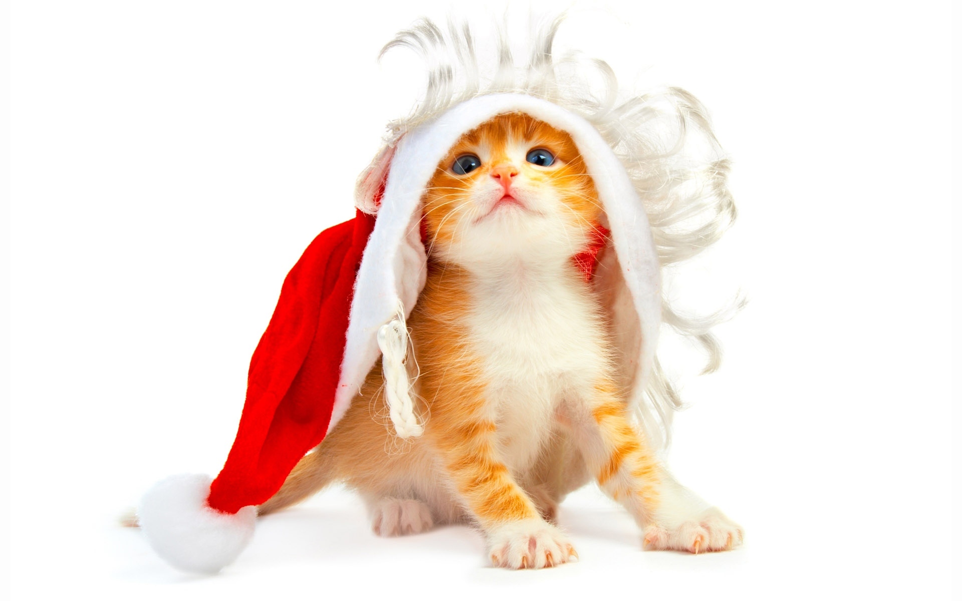 Download mobile wallpaper Christmas, Cat, Cats, Holiday, Animal for free.