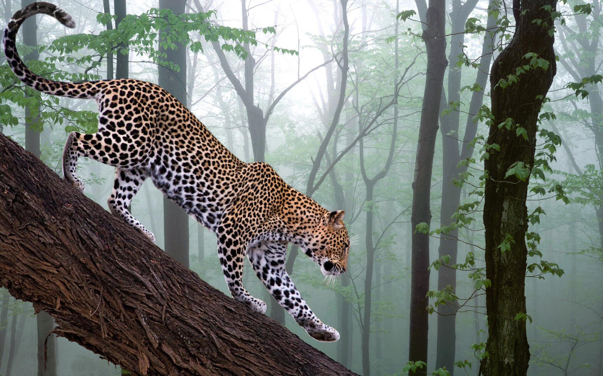 215625 télécharger l'image animaux, jaguar, chats - fonds d'écran et économiseurs d'écran gratuits