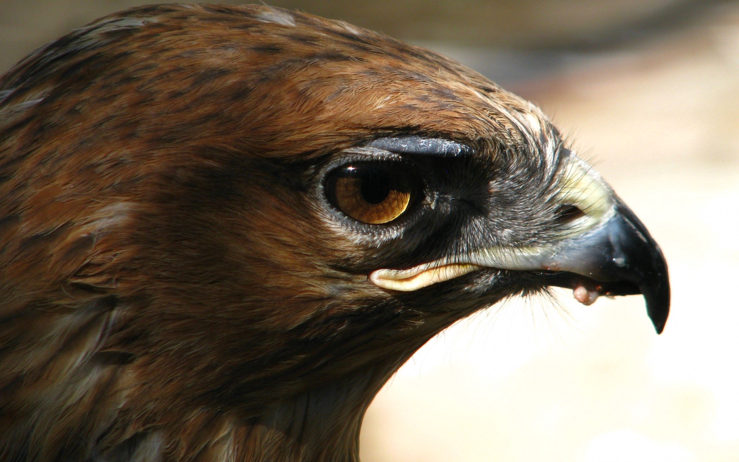 Download mobile wallpaper Animals, Muzzle, Predator, Beak, Bird, Eagle for free.
