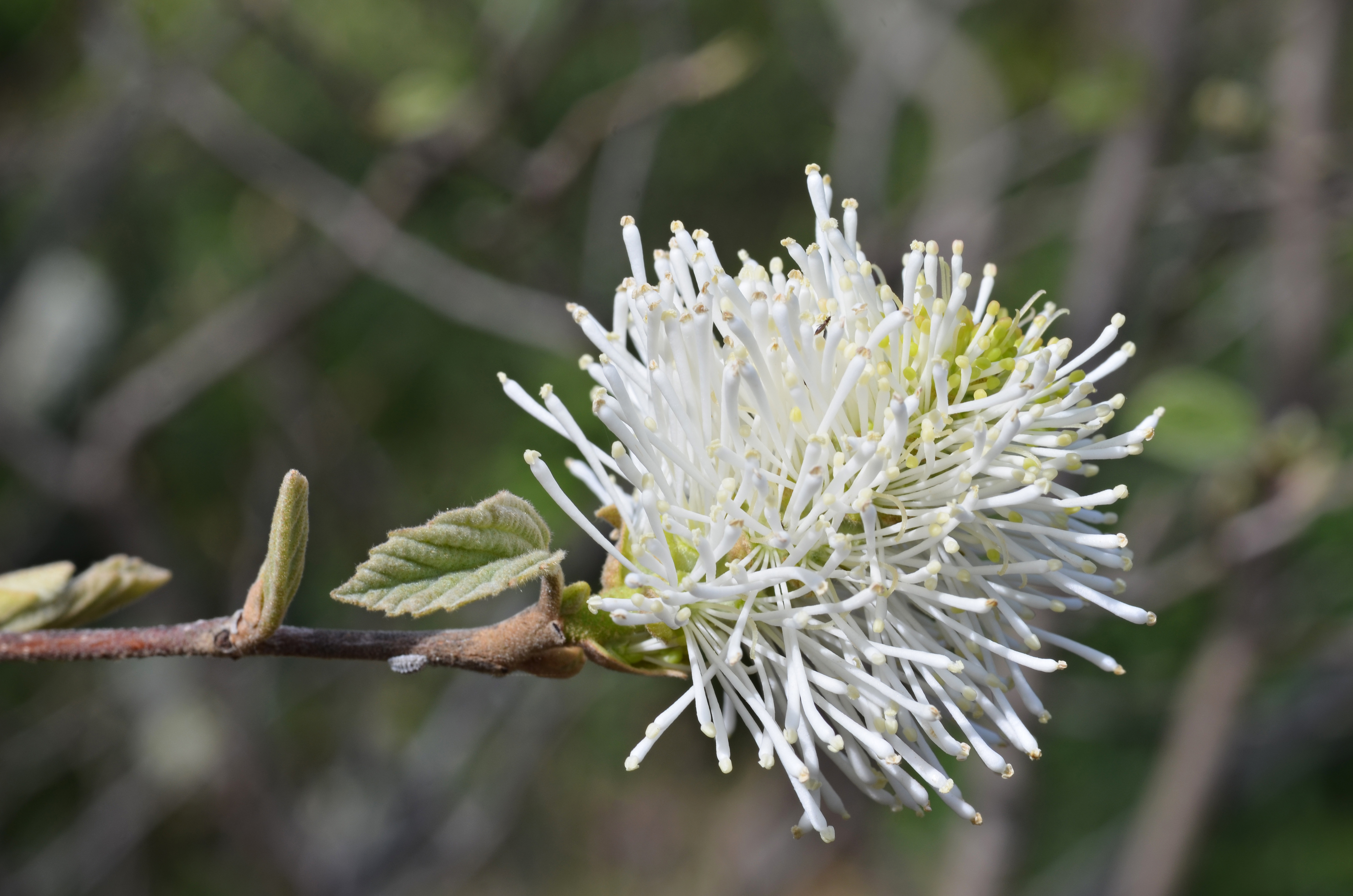 Melhores papéis de parede de Anão Fothergilla para tela do telefone