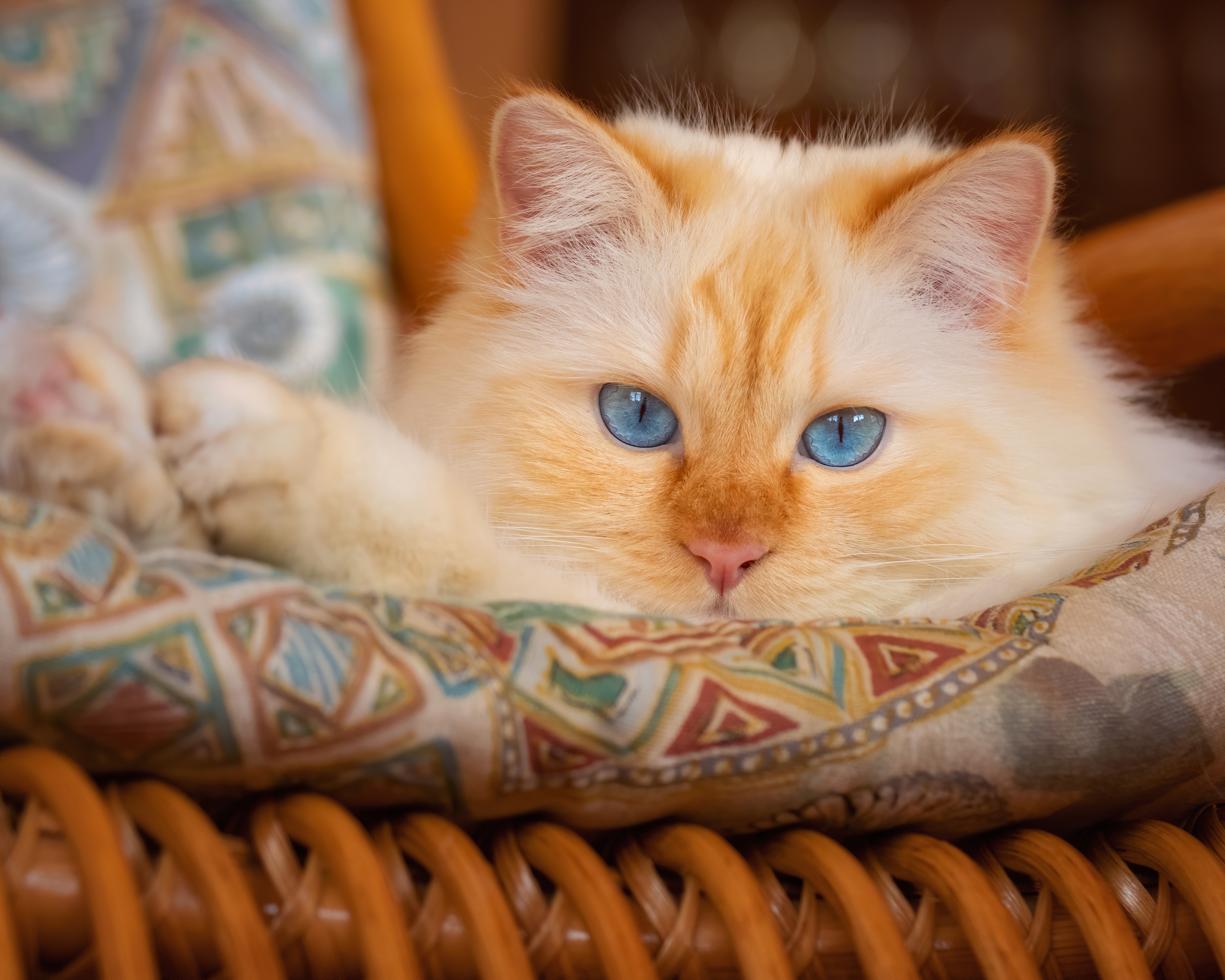 無料モバイル壁紙動物, ネコ, 猫をダウンロードします。