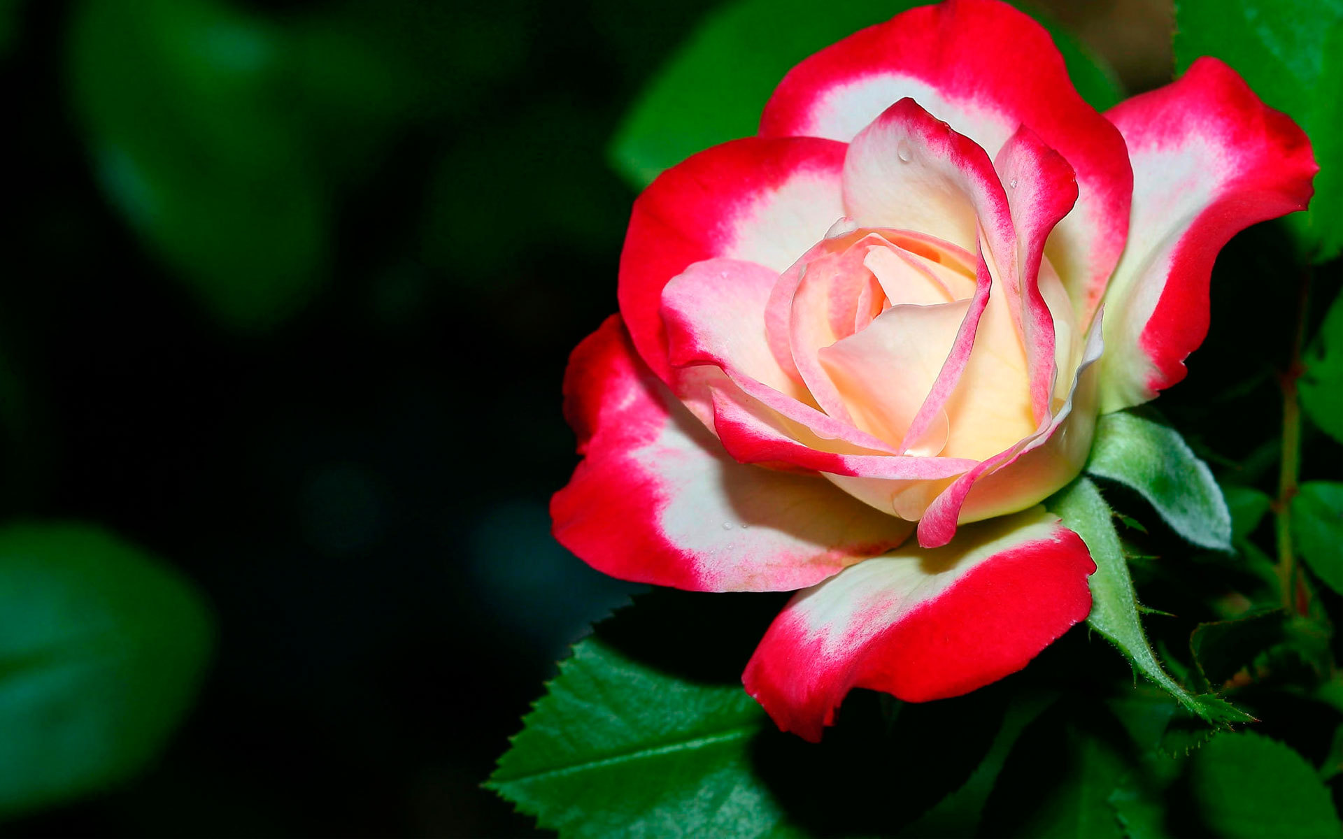 Baixe gratuitamente a imagem Natureza, Flores, Rosa, Flor, Terra/natureza na área de trabalho do seu PC