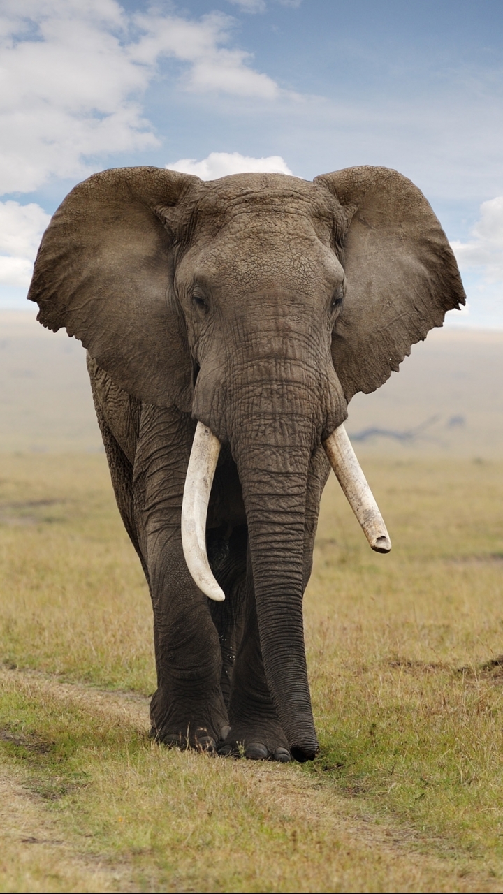 Handy-Wallpaper Tiere, Elefanten, Afrikanischer Elefant kostenlos herunterladen.